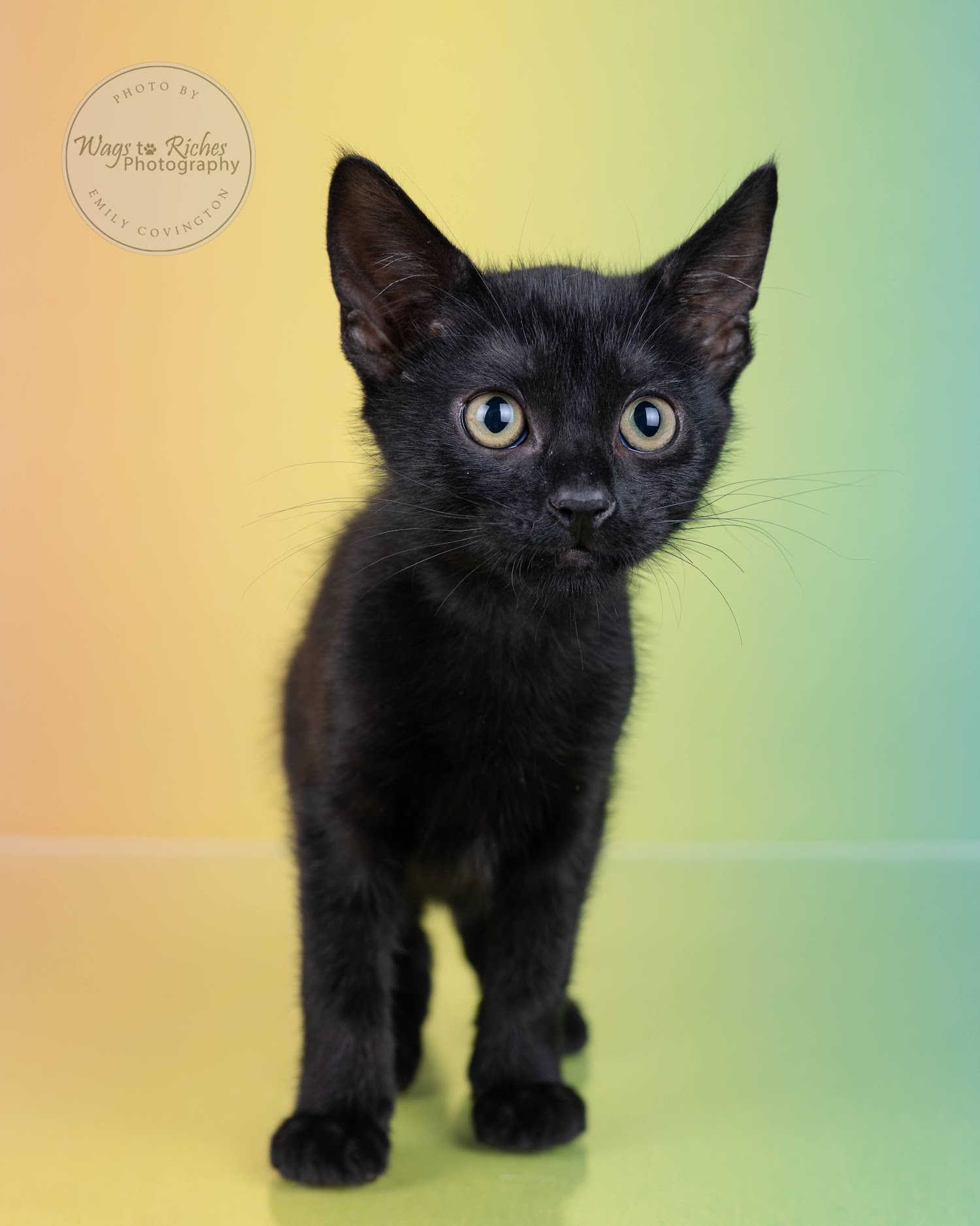 Sarai, a Adoptable mixed breed in Johnston , RI image 6/6