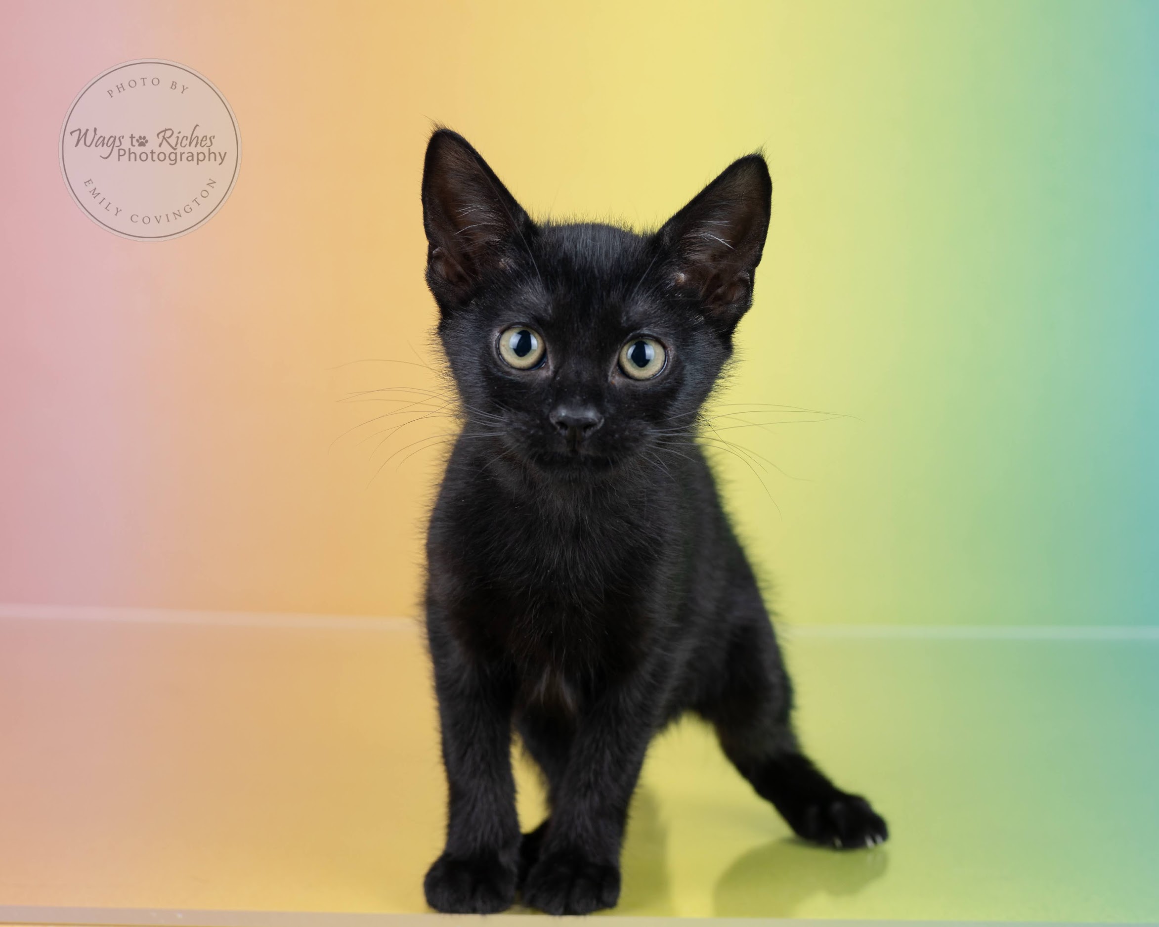 Sarai, a Adoptable mixed breed in Johnston , RI image 1/6