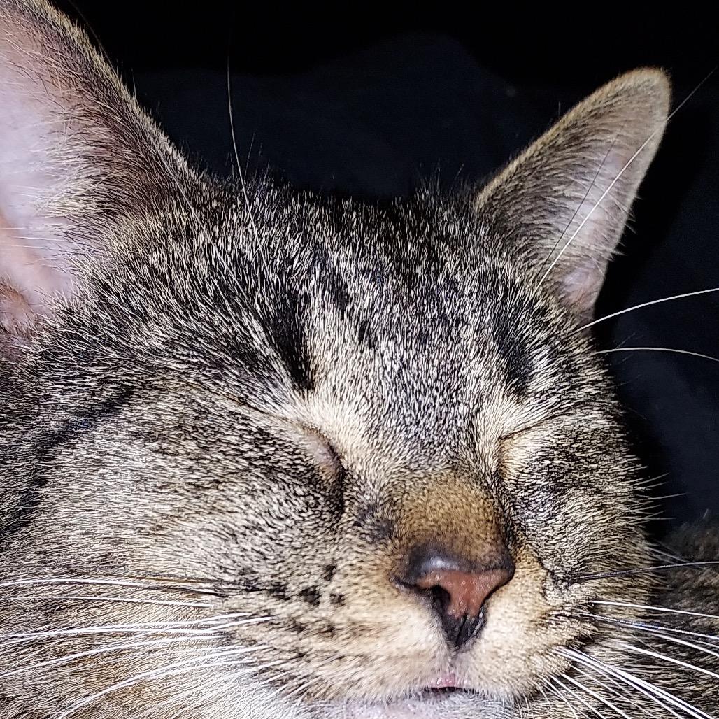 Enlarge Ana, a Adoptable Domestic Short Hair in Rochester, MN image 1/3