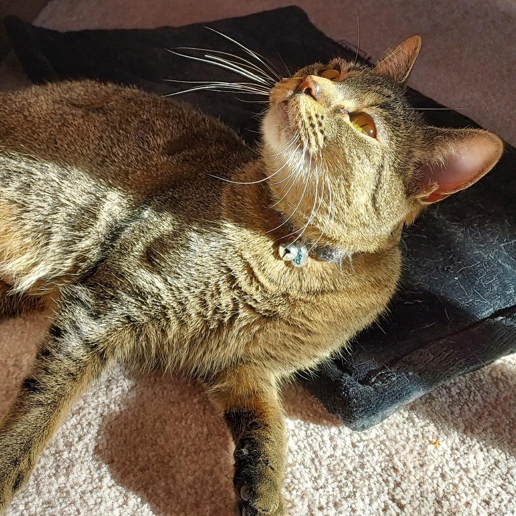 Enlarge Ana, a Adoptable Domestic Short Hair in Rochester, MN image 2/3