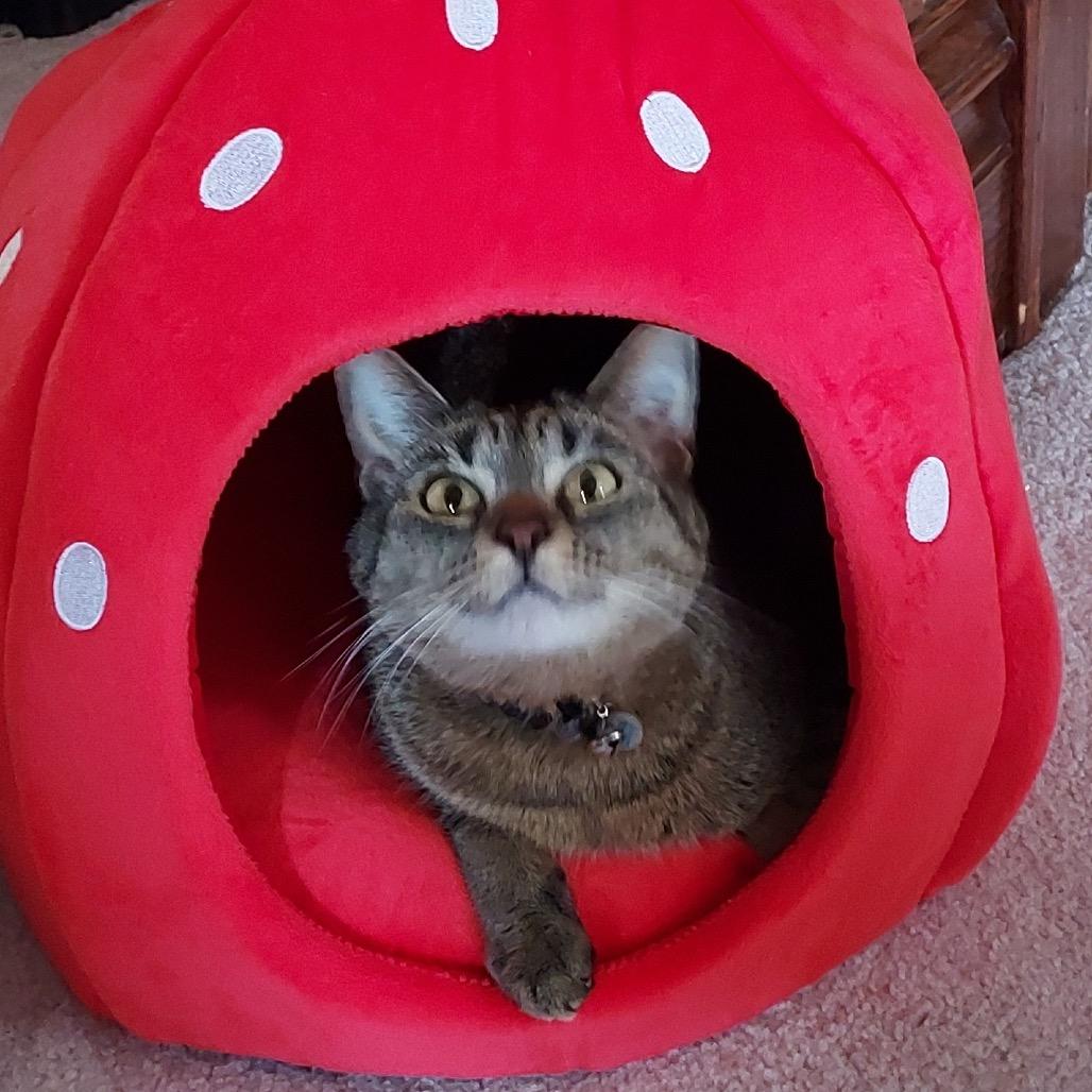 Enlarge Ana, a Adoptable Domestic Short Hair in Rochester, MN image 3/3