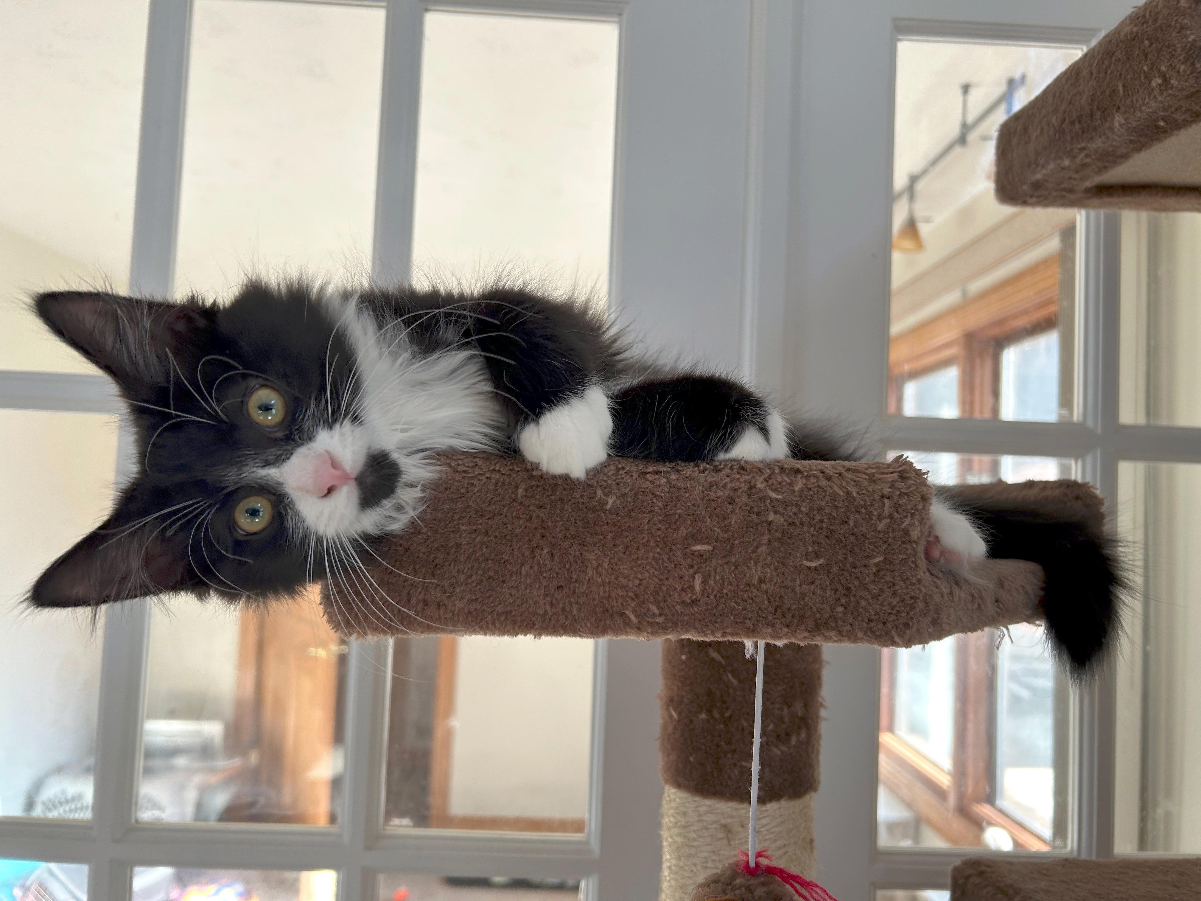 Meatball (brothers are Butterball, Gumball & Cheeseball), Adoptable, Kitten Male Domestic Long Hair.