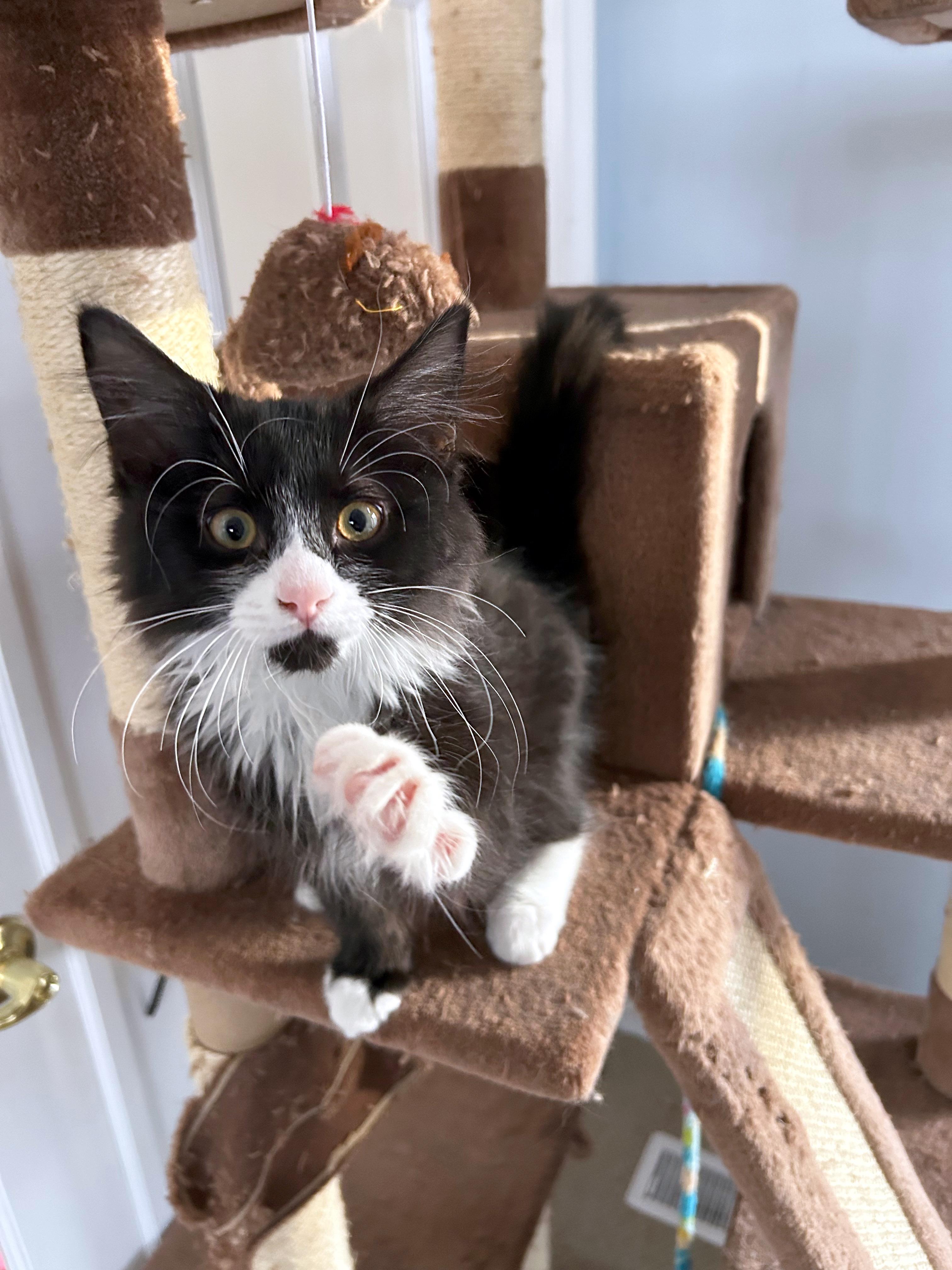 Enlarge Meatball (brothers are Butterball, Gumball & Cheeseball), an adopted Domestic Long Hair in Brighton, MI image 2/4