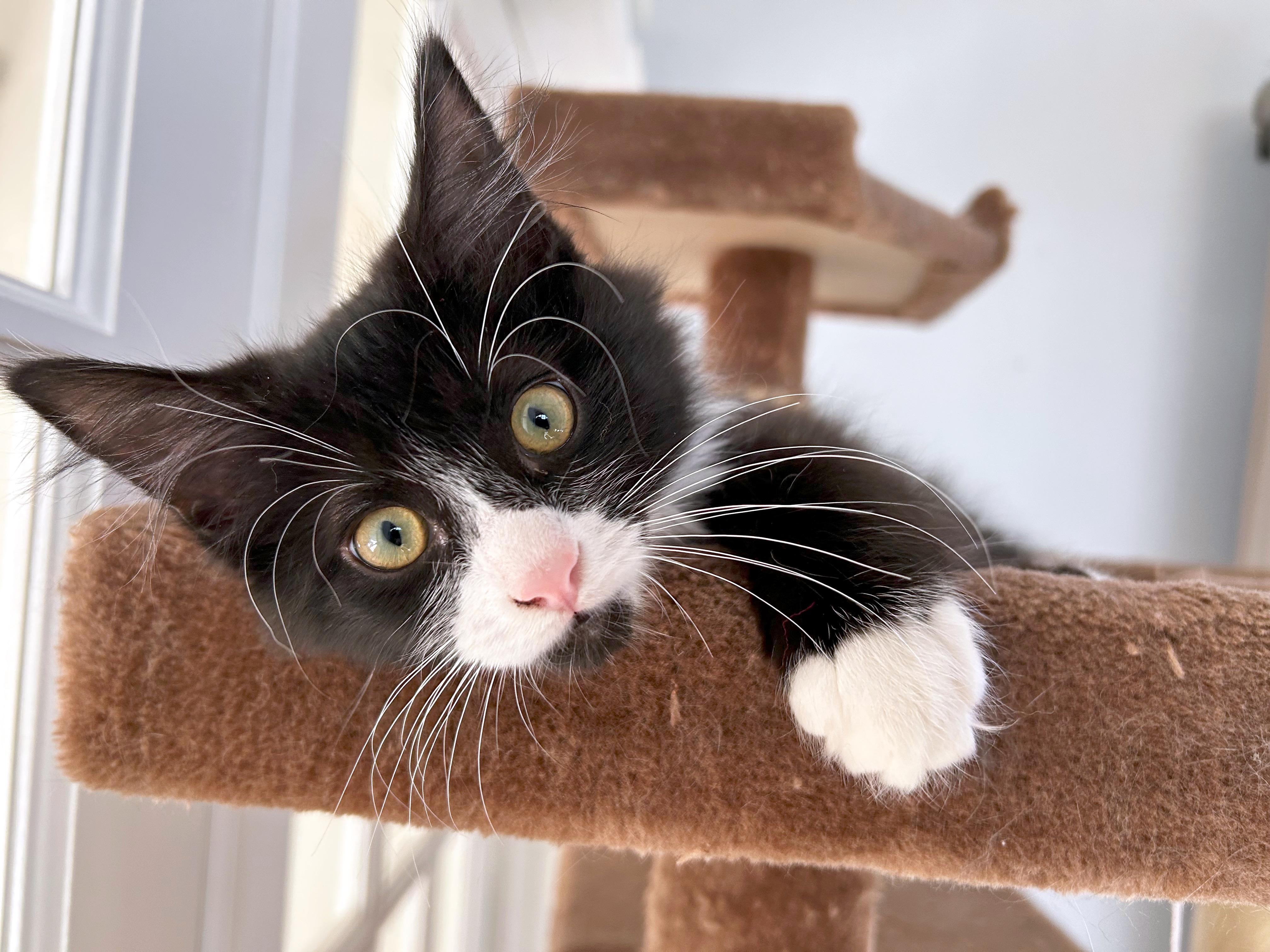 Enlarge Meatball (brothers are Butterball, Gumball & Cheeseball), an adopted Domestic Long Hair in Brighton, MI image 3/4