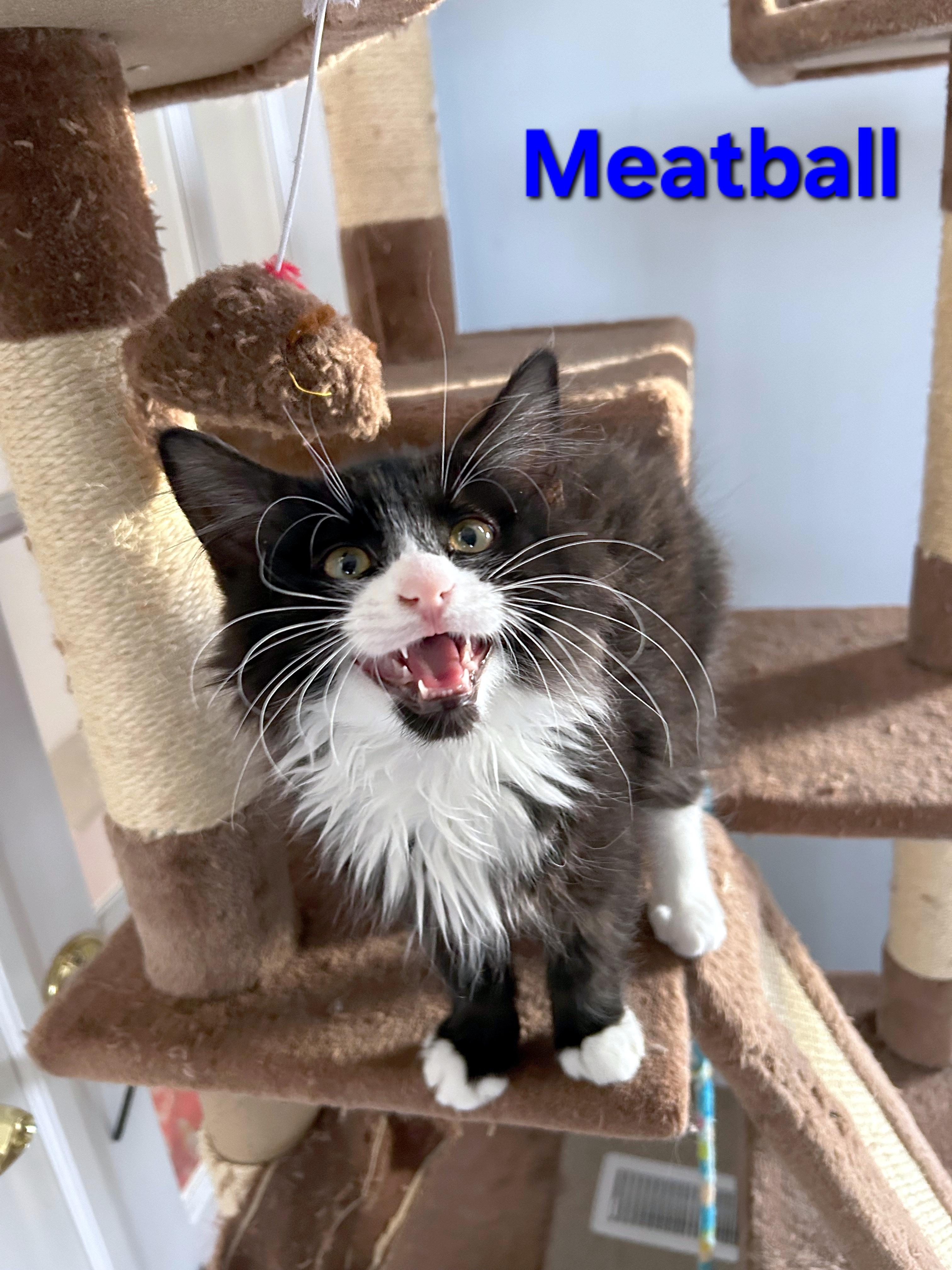 Enlarge Meatball (brothers are Butterball, Gumball & Cheeseball), an adopted Domestic Long Hair in Brighton, MI image 4/4