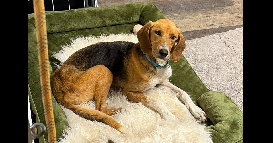Enlarge Beth - 26123, a Adoptable mixed breed in Armonk, NY image 1/1