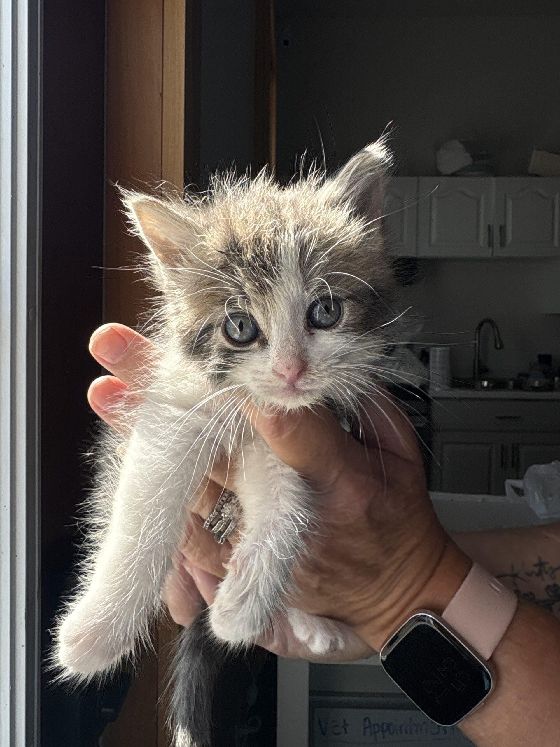 Phoebe, Adoptable, Kitten Female Domestic Medium Hair.