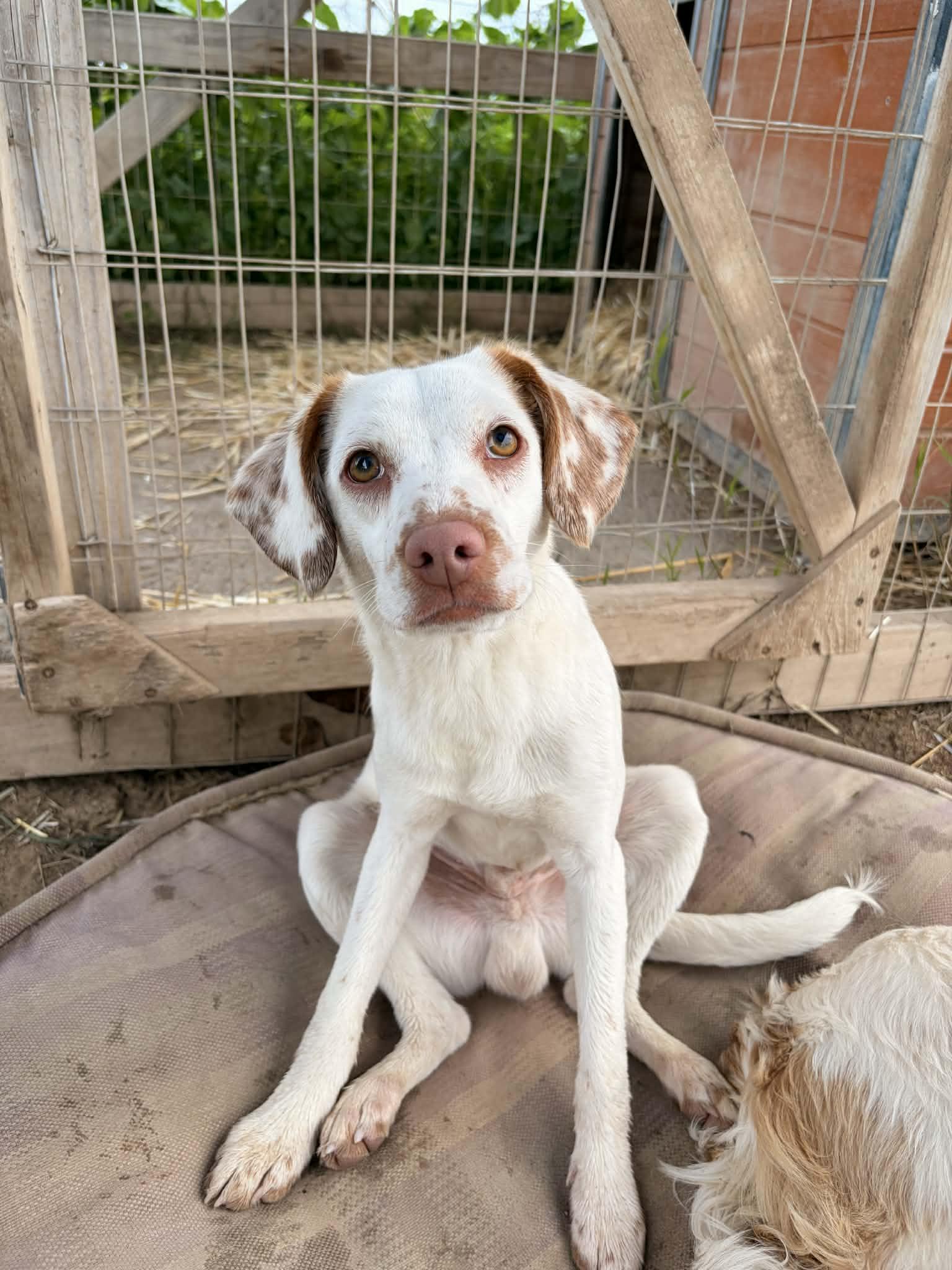 Hendrix, ADOPTABLE, Puppy Male Cocker Spaniel.