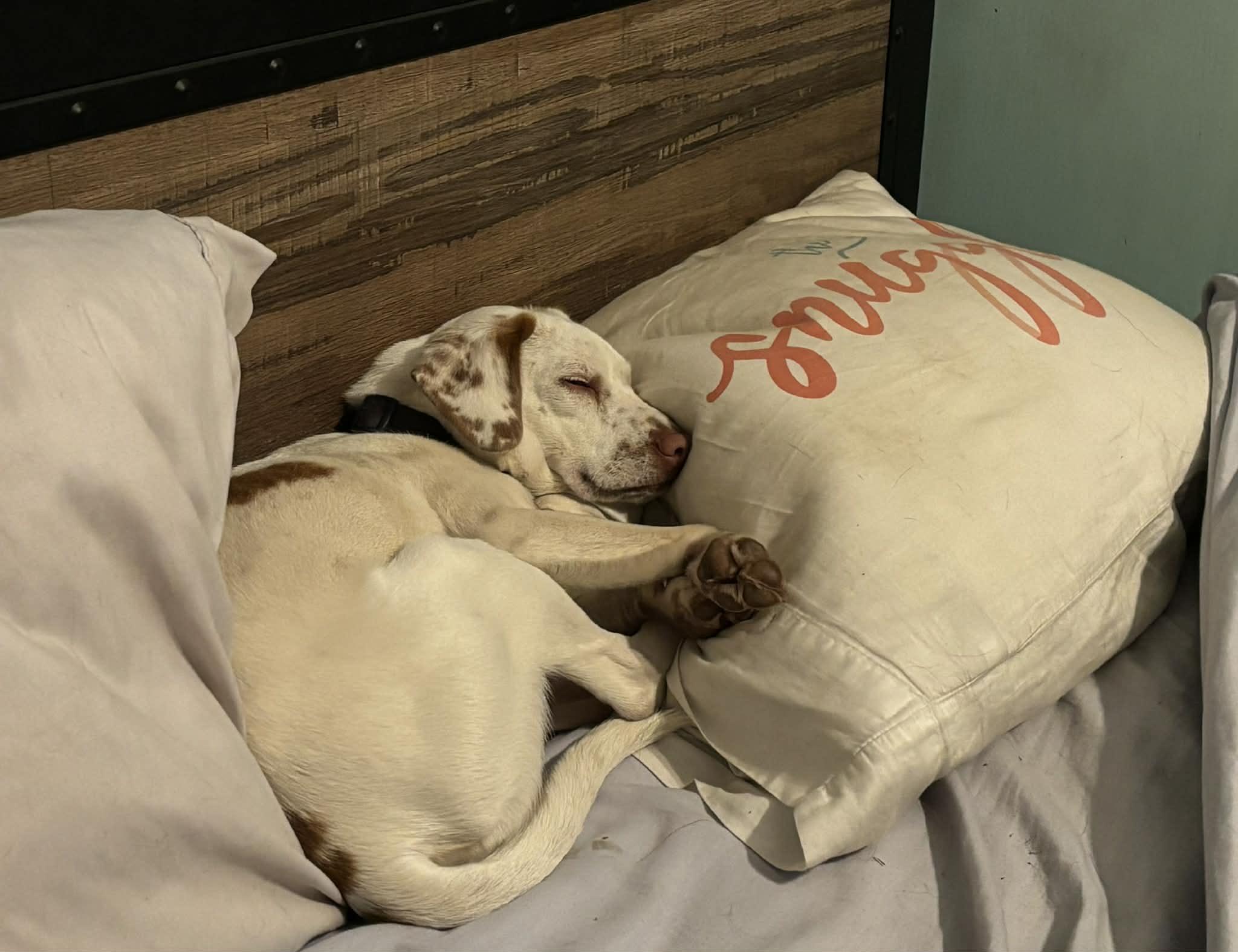 Enlarge Hendrix, a ADOPTABLE mixed breed in Fresno, CA image 2/3