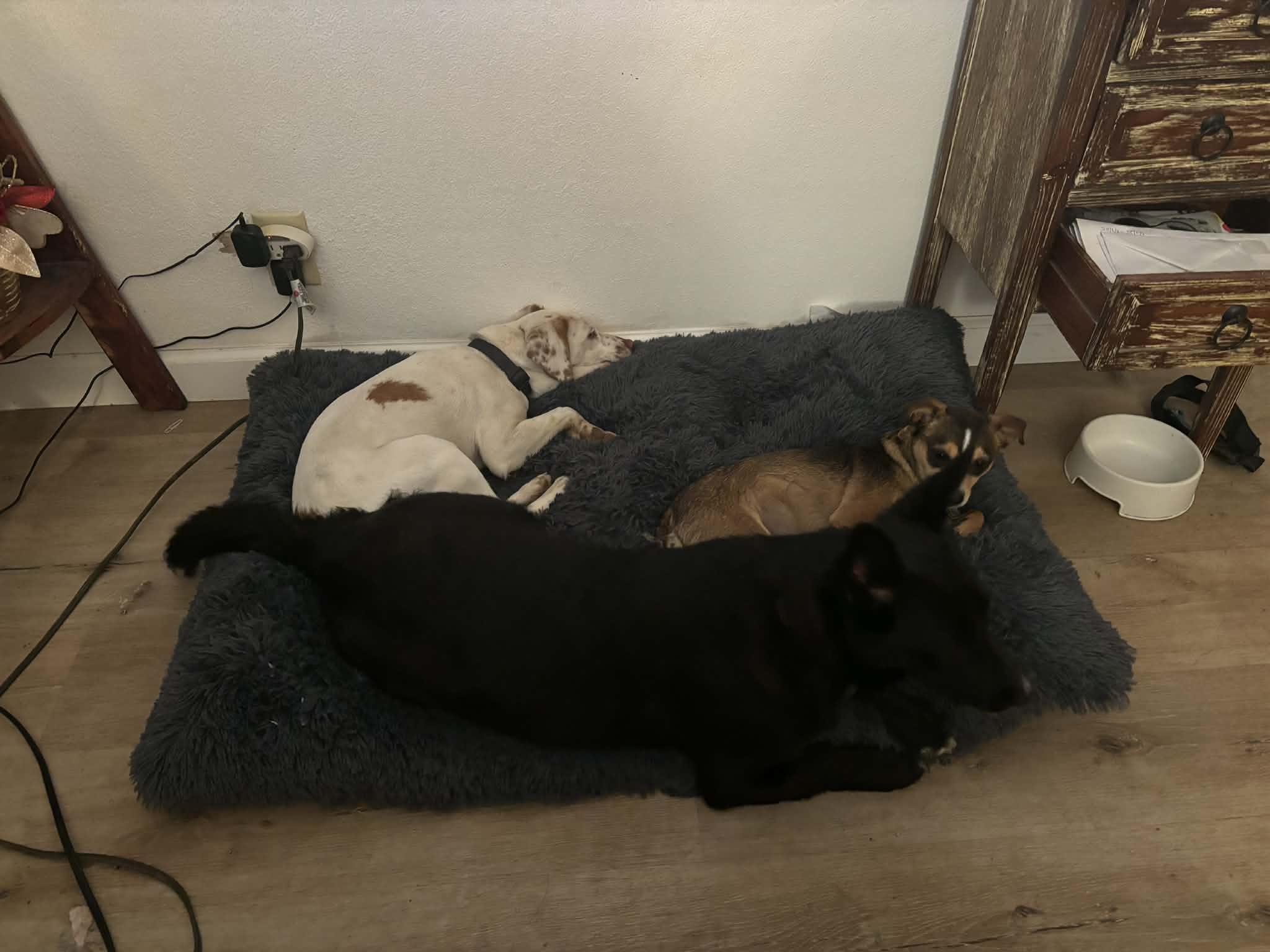 Enlarge Hendrix, a ADOPTABLE mixed breed in Fresno, CA image 3/3