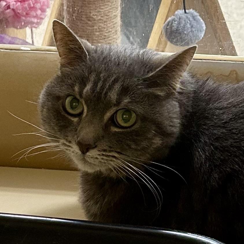 Starlet, Adoptable, Senior Female Domestic Short Hair.