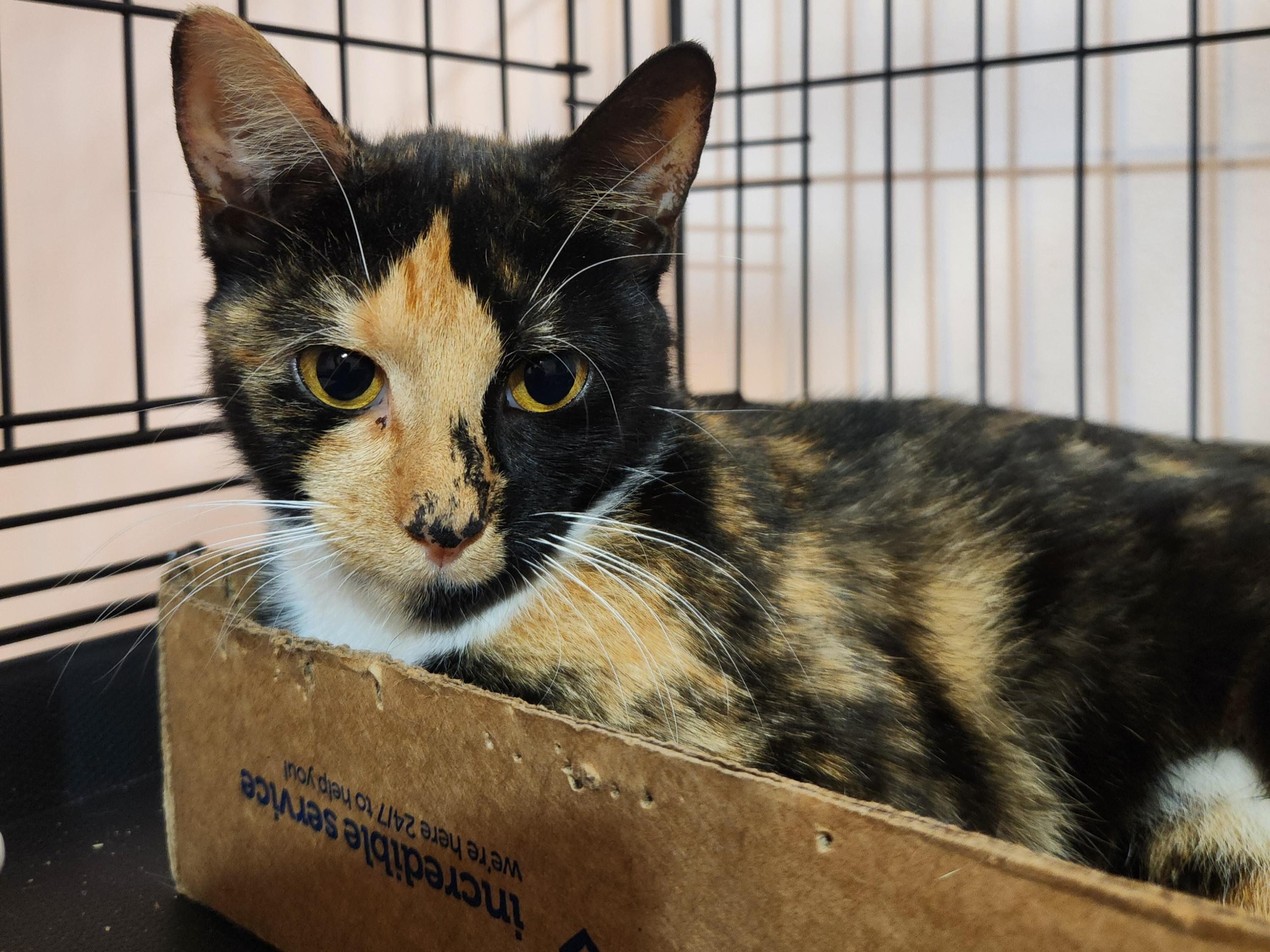 Mindy, Adoptable, Young Female Calico.
