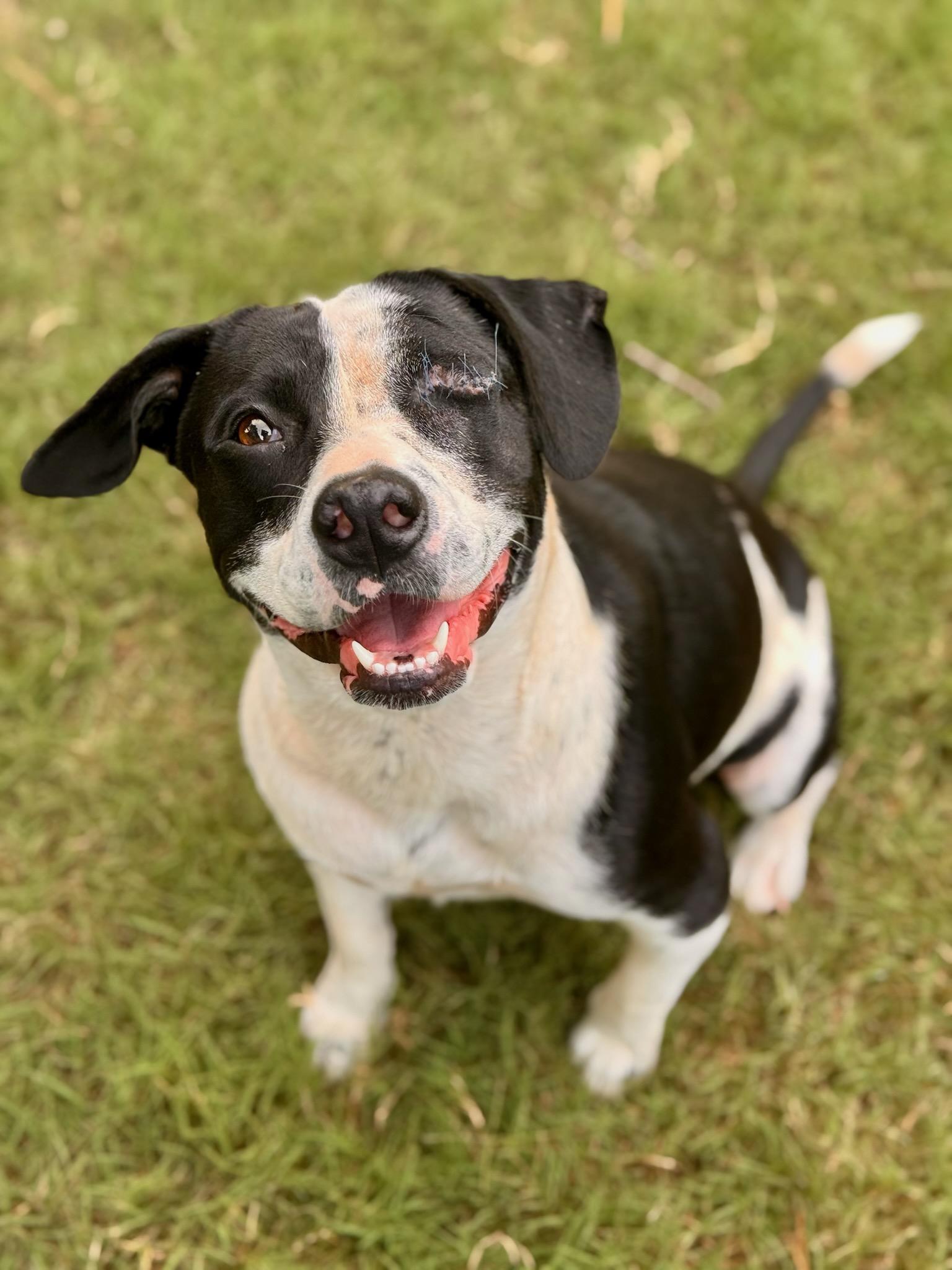Enlarge Buddy, a Adoptable mixed breed in Hagerstown, MD image 4/6