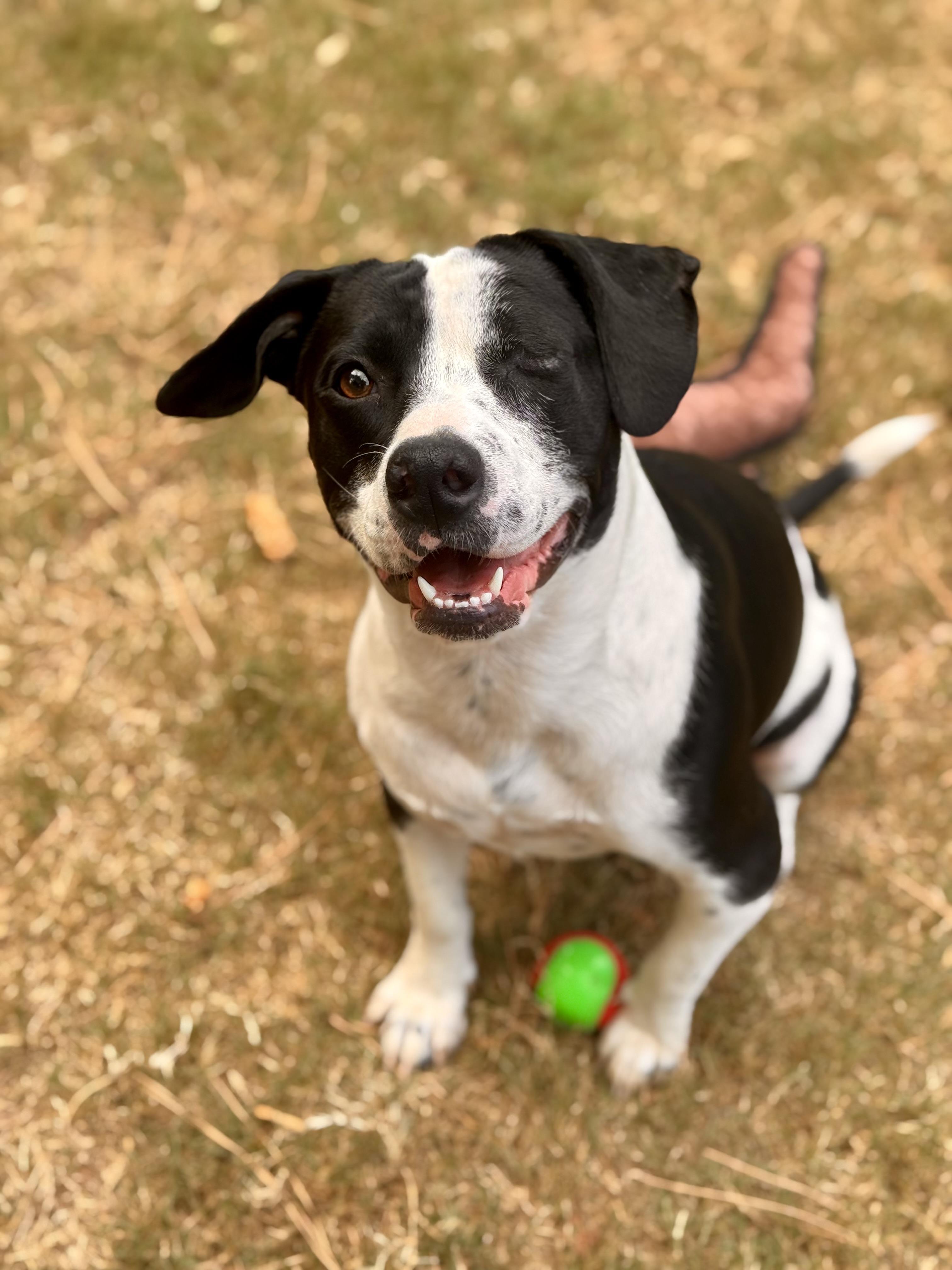 Enlarge Buddy, a Adoptable mixed breed in Hagerstown, MD image 1/6