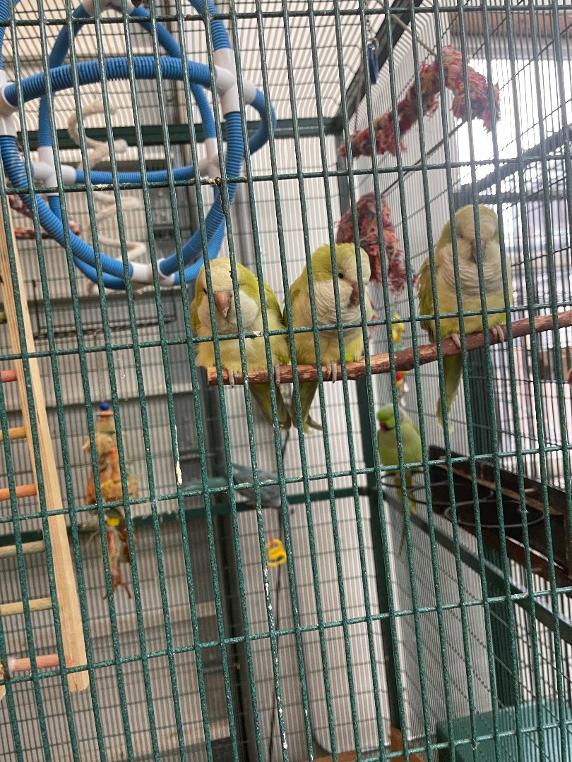 Enlarge Three bonded Quakers. Mom dad and baby, a Adoptable mixed breed in Bend, OR image 1/1