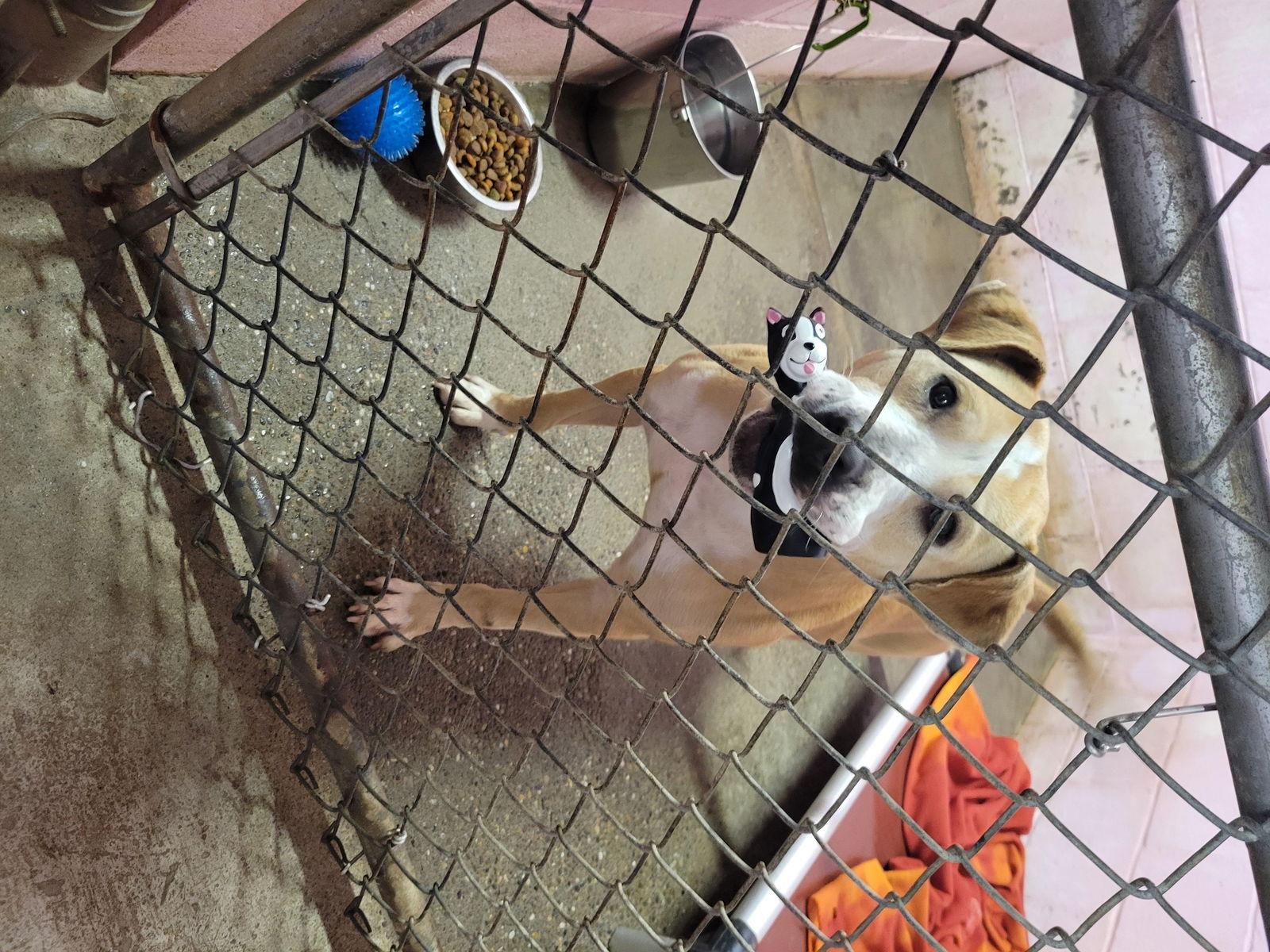 Enlarge Atlas, a Adoptable Staffordshire Bull Terrier in New Martinsville, WV image 3/3