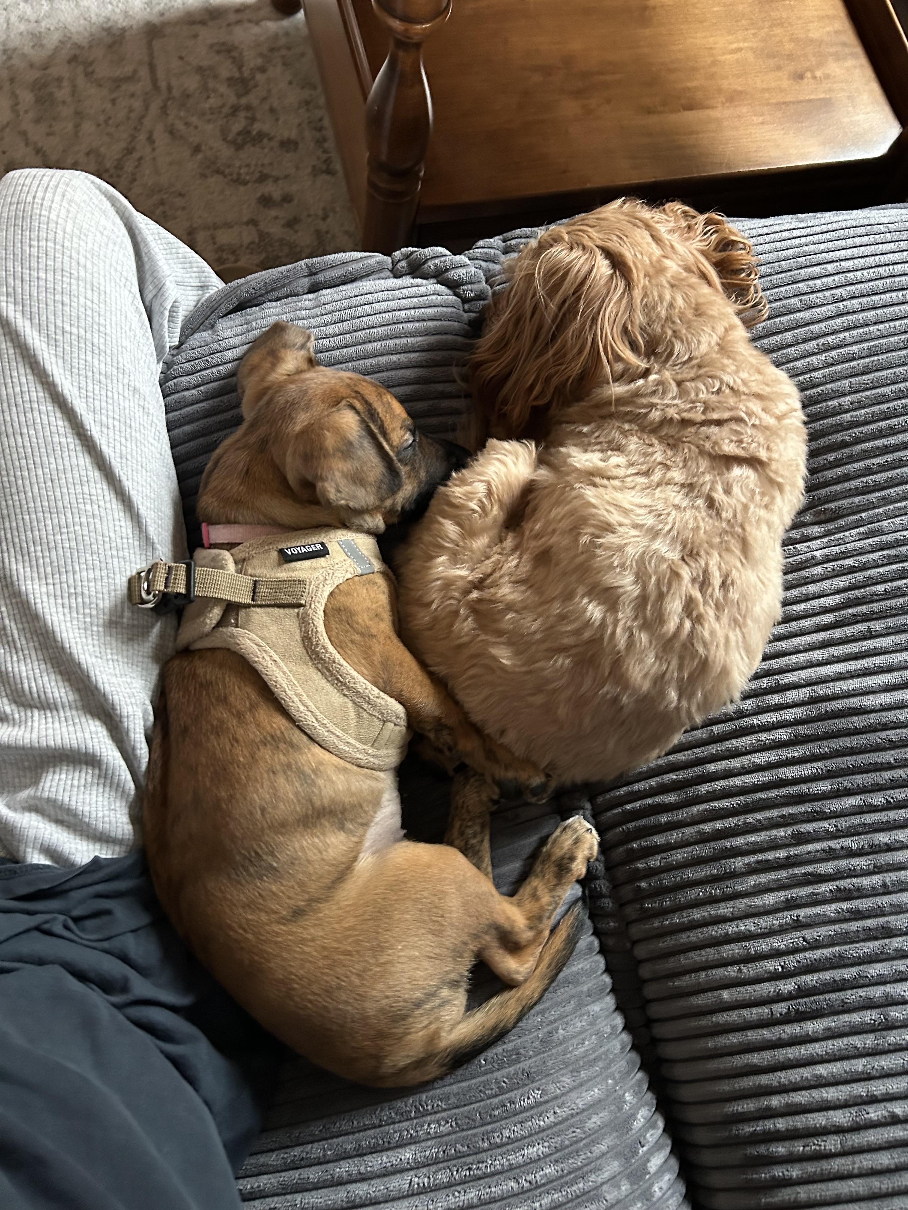 Enlarge Cedar, a Adoptable Mixed Breed in Chicago, IL image 1/4