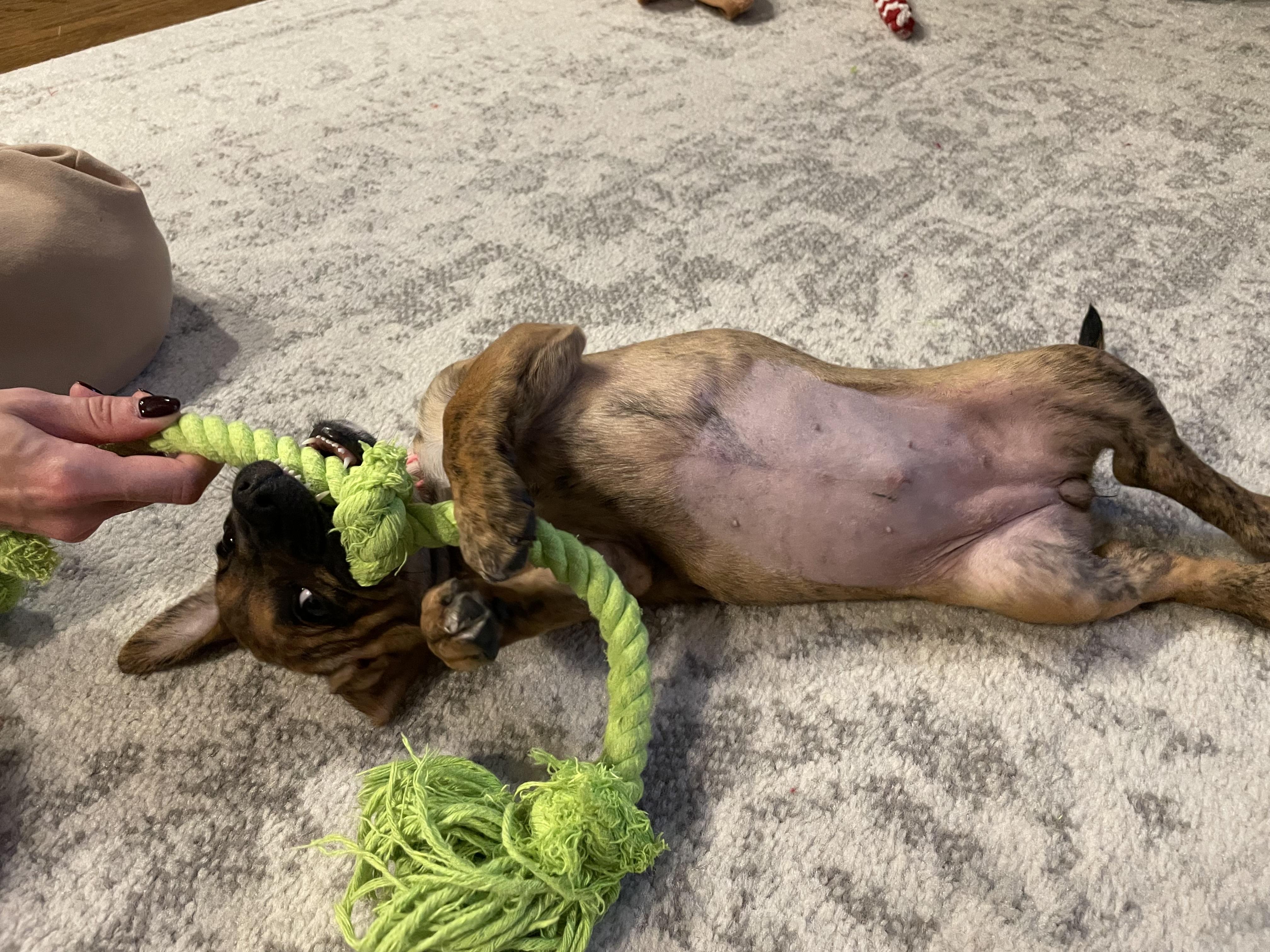 Enlarge Cedar, a Adoptable Mixed Breed in Chicago, IL image 2/4