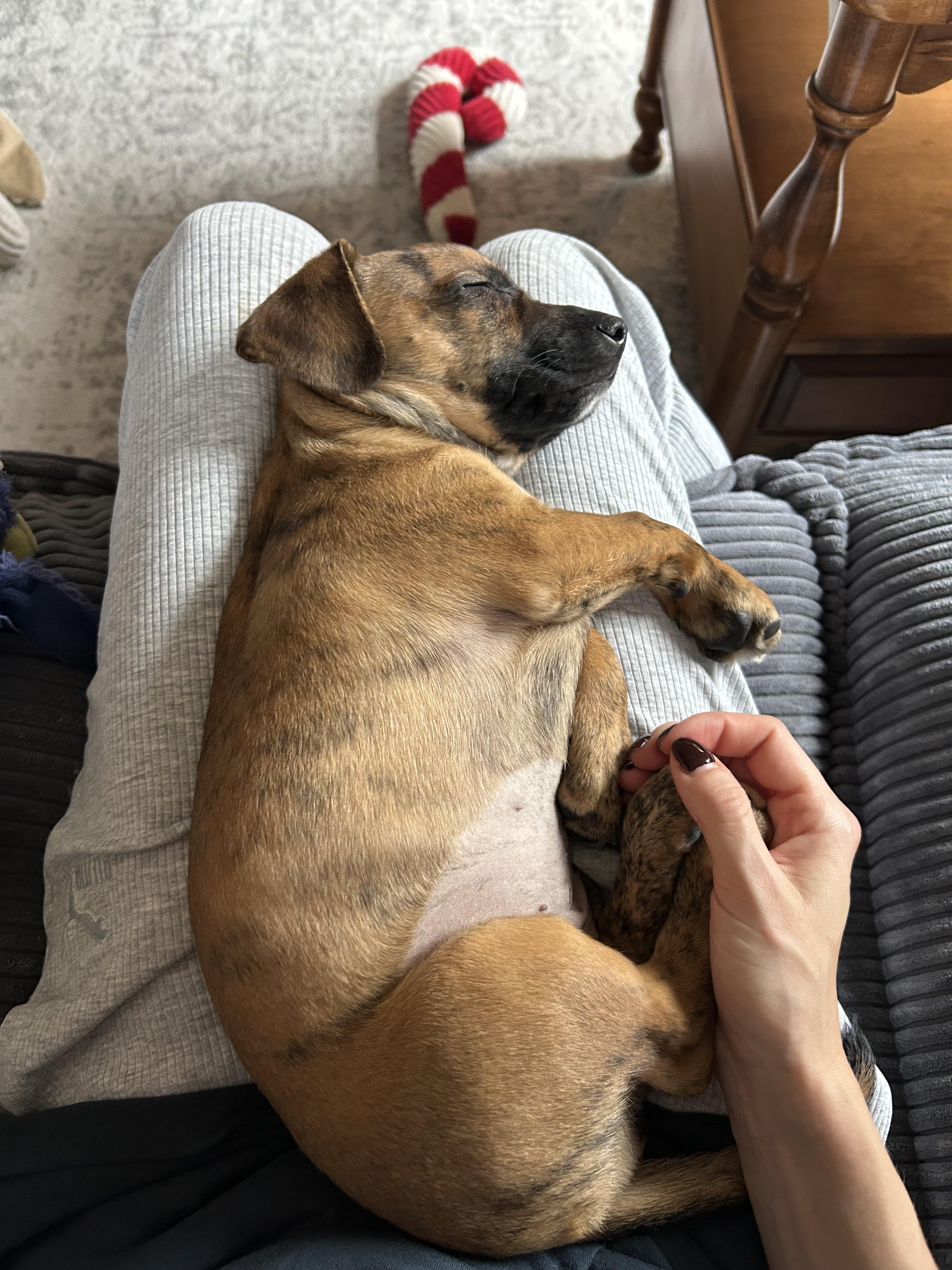 Cedar, Adoptable, Young Female Mixed Breed.