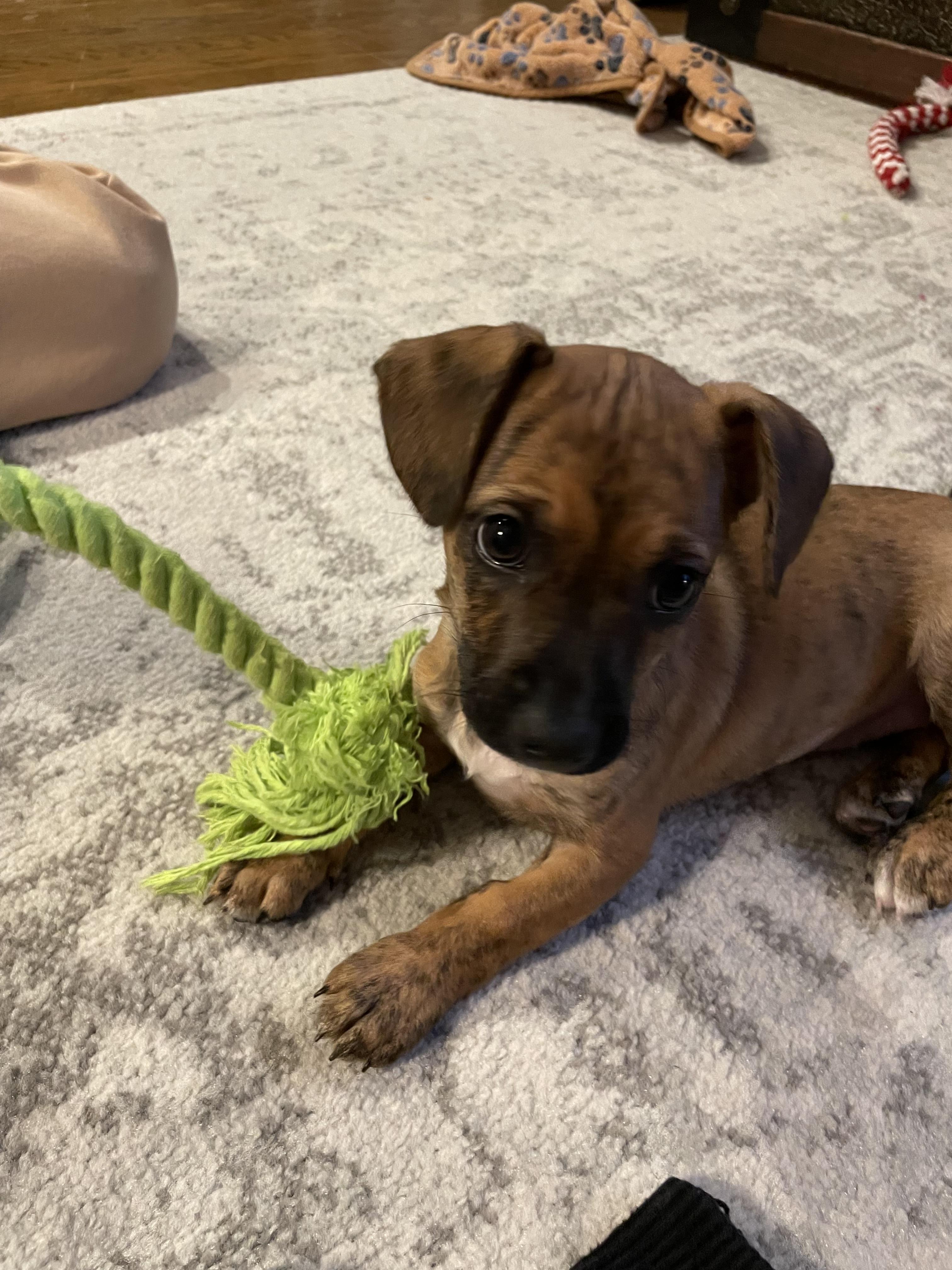 Enlarge Cedar, a Adoptable Mixed Breed in Chicago, IL image 4/4