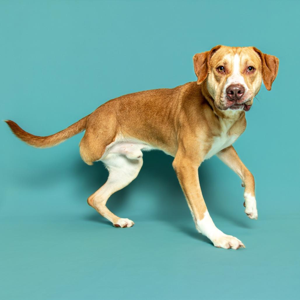 Charlie, Adoptable, Adult Male Yellow Labrador Retriever.