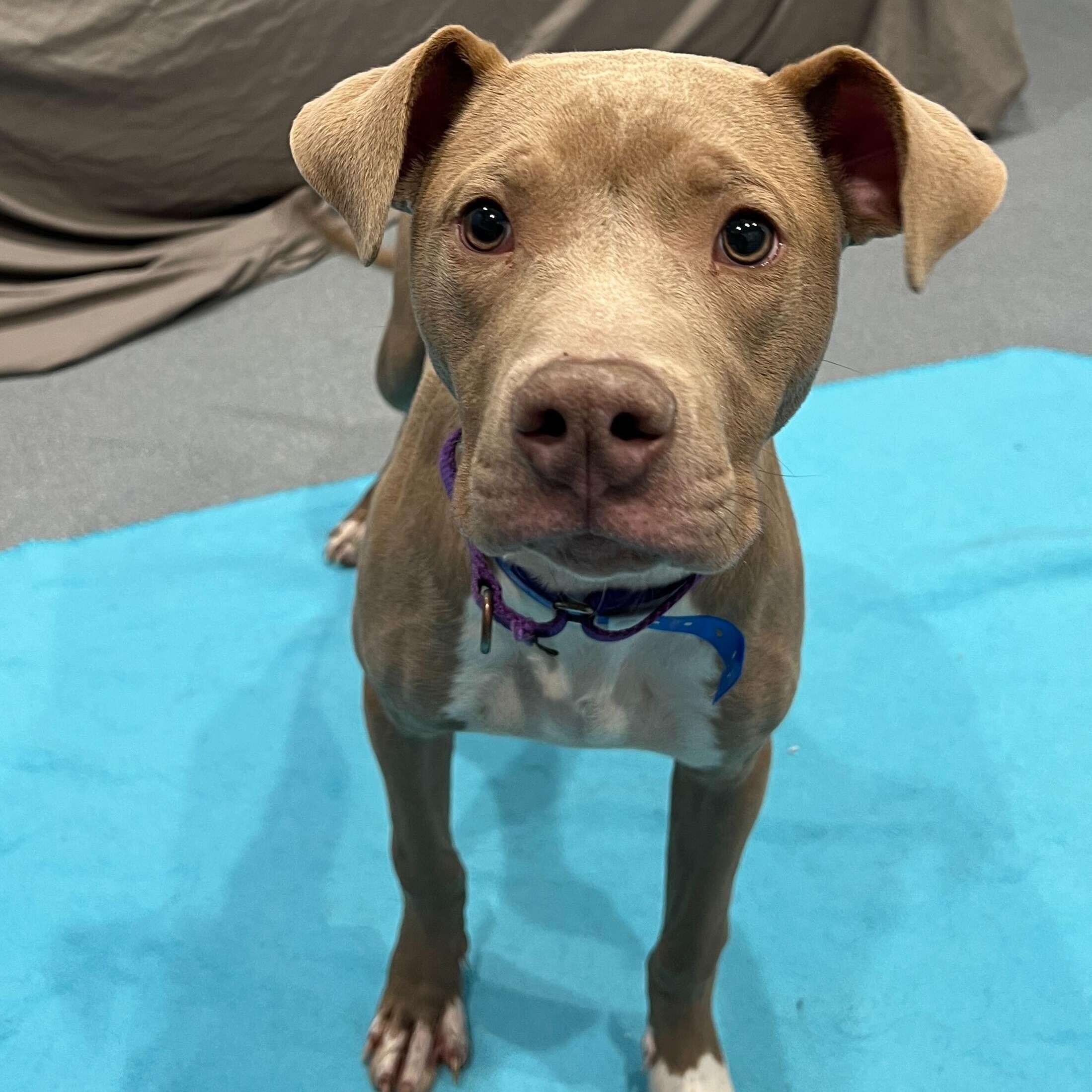 Enlarge Southwest, a ADOPTABLE Mixed Breed in Canal Winchester, OH image 1/5