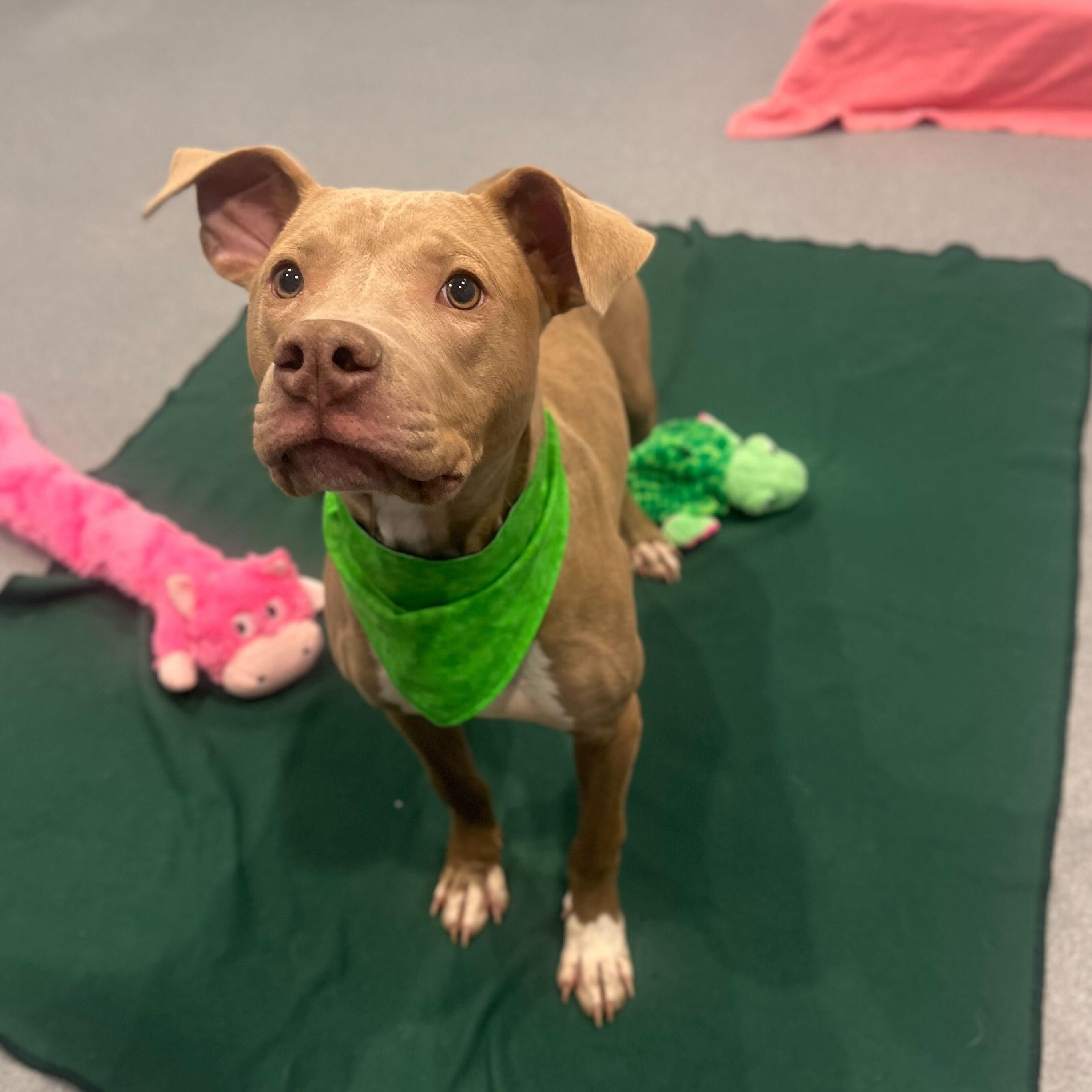 Enlarge Southwest, a ADOPTABLE Mixed Breed in Canal Winchester, OH image 2/5