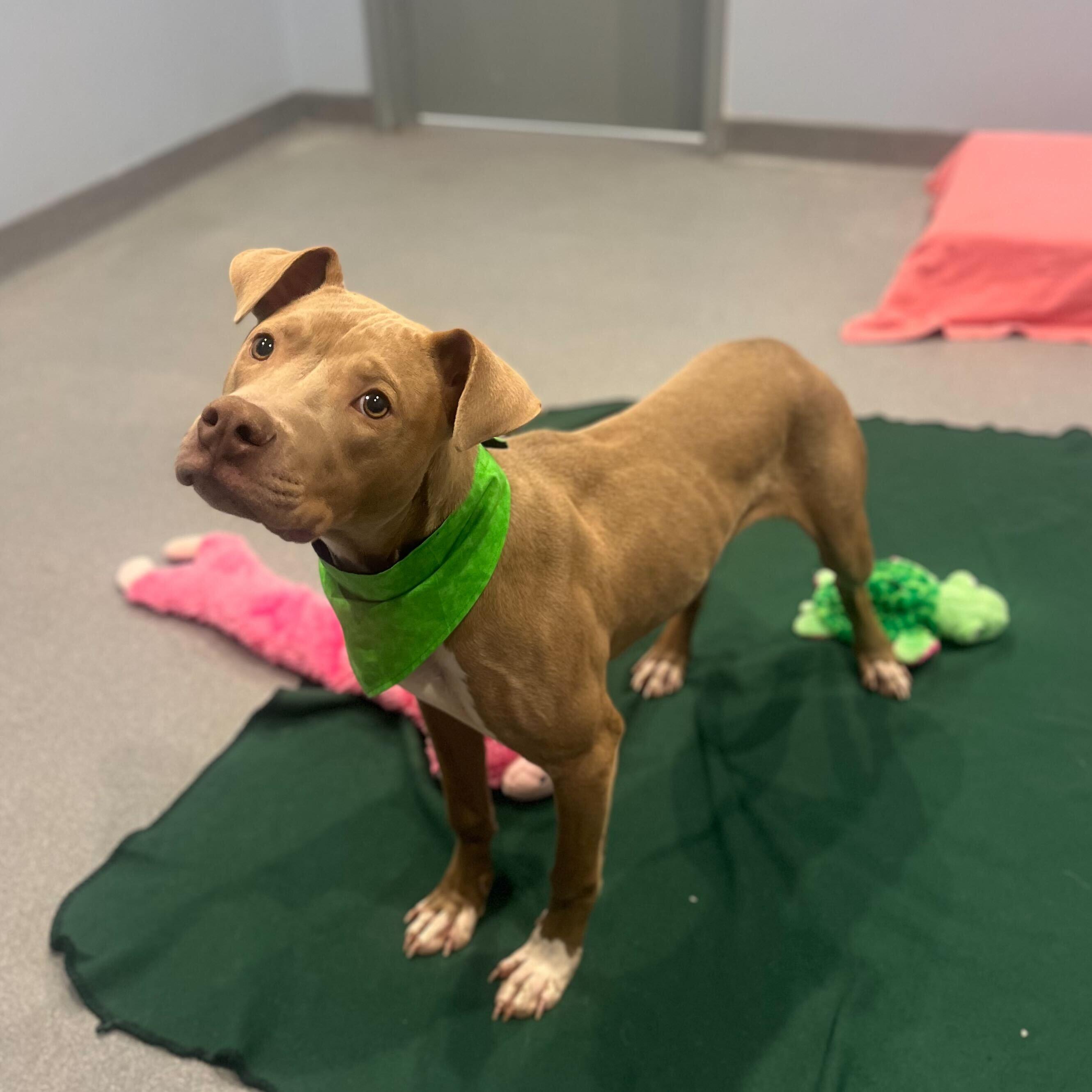 Enlarge Southwest, a ADOPTABLE Mixed Breed in Canal Winchester, OH image 5/5