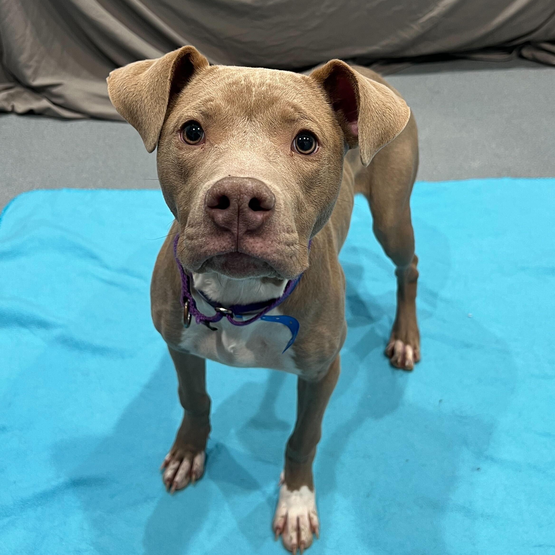 Enlarge Southwest, a ADOPTABLE Mixed Breed in Canal Winchester, OH image 4/5