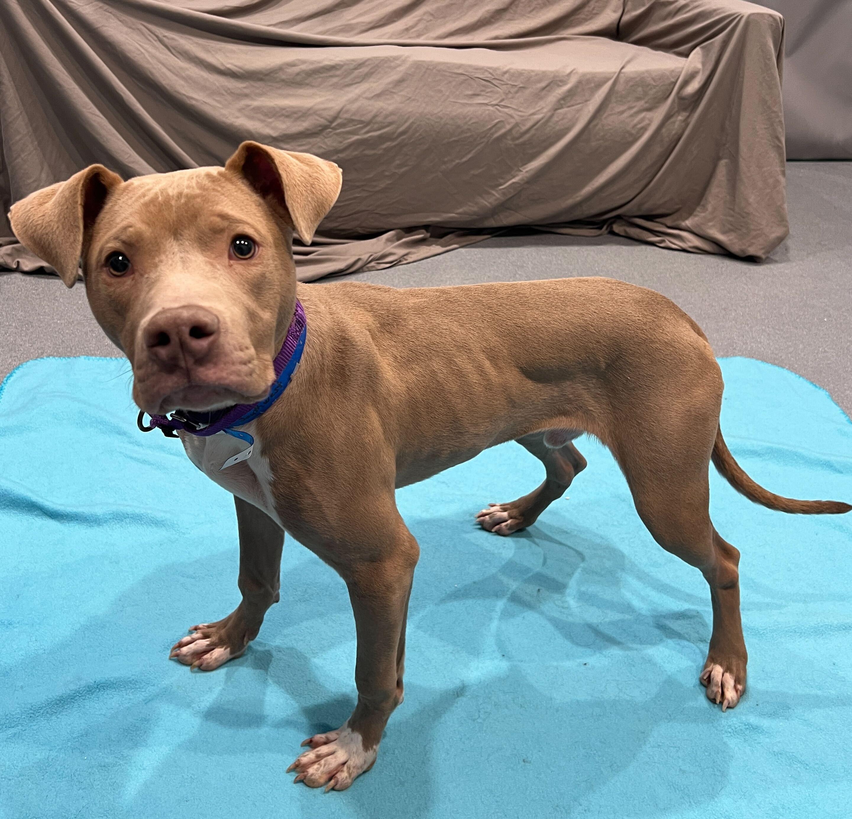 Enlarge Southwest, a ADOPTABLE Mixed Breed in Canal Winchester, OH image 3/5