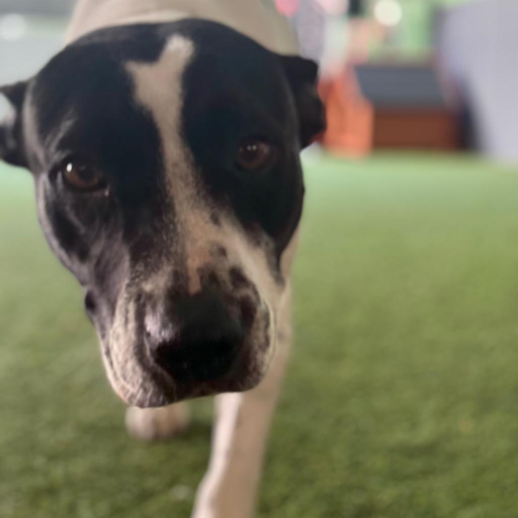 Enlarge Bobo, a Adoptable Mixed Breed in Jupiter, FL image 1/4