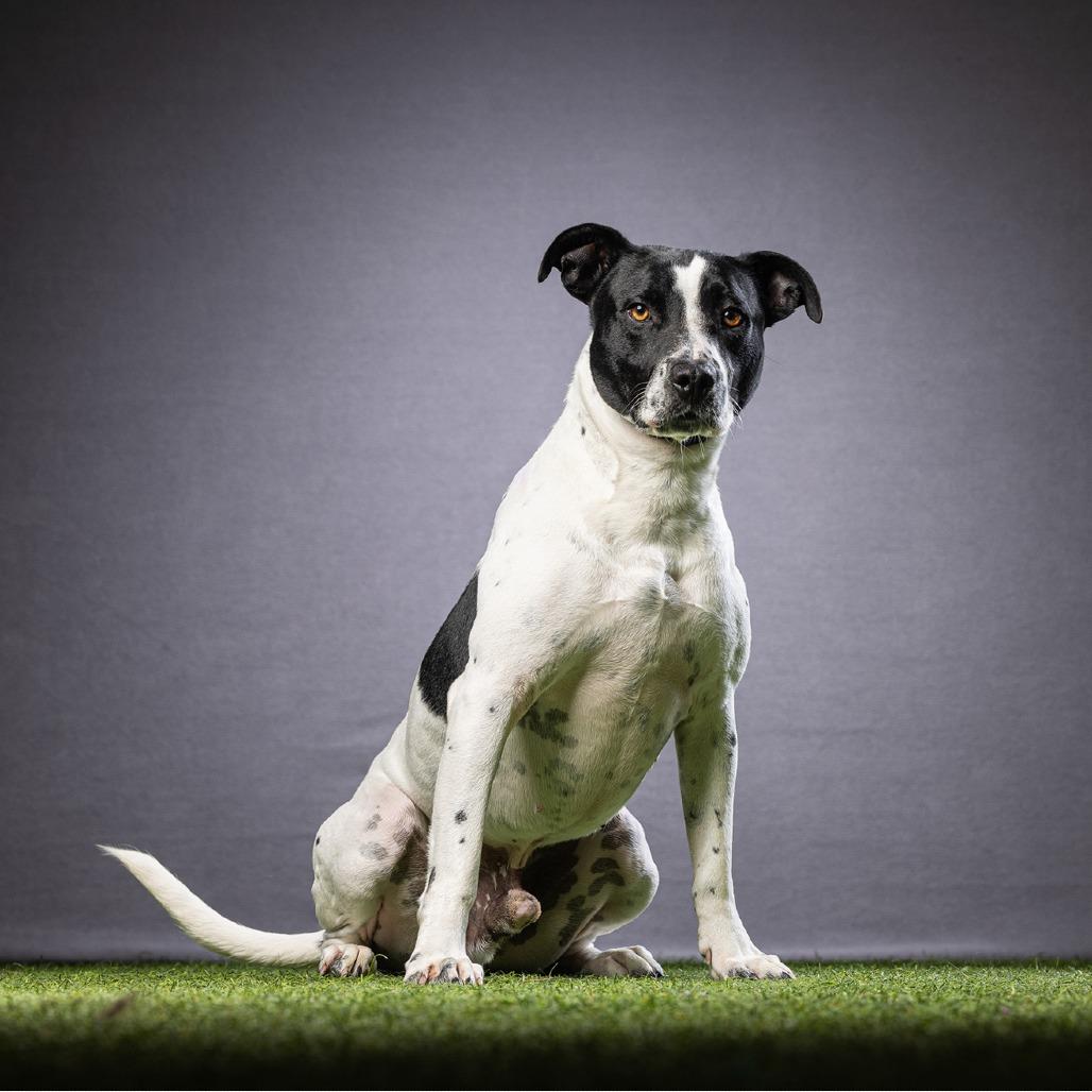 Enlarge Bobo, a Adoptable Mixed Breed in Jupiter, FL image 2/4