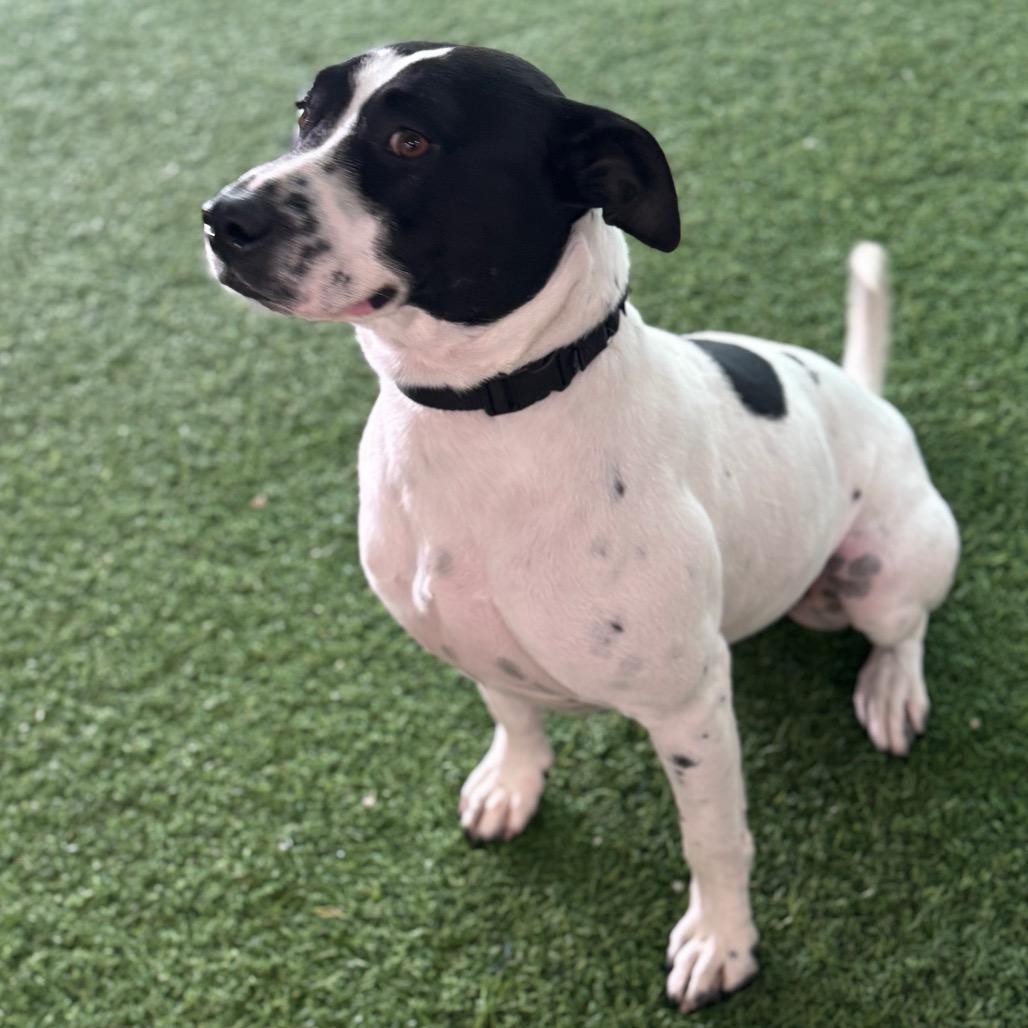 Enlarge Bobo, a Adoptable Mixed Breed in Jupiter, FL image 3/4