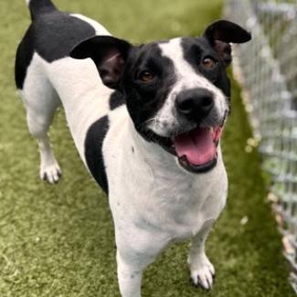 Enlarge Bobo, a Adoptable Mixed Breed in Jupiter, FL image 4/4