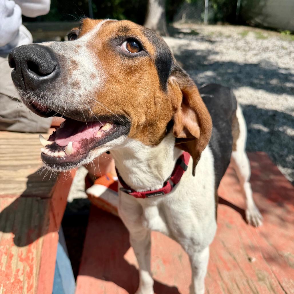 Mollie, Adoptable, Adult Female Treeing Walker Coonhound.