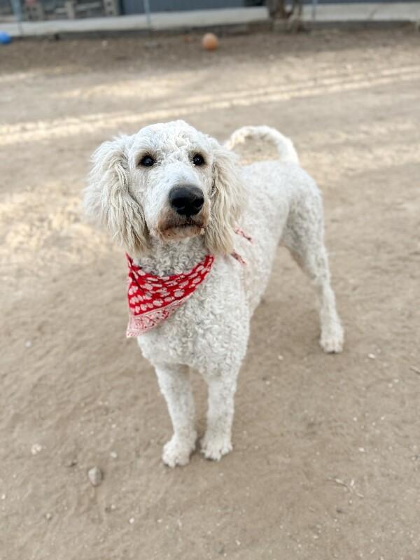 Enlarge Ken aka Kevin, a Adoptable Standard Poodle in Windsor, CO image 1/6