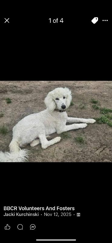 Enlarge Ken aka Kevin, a Adoptable Standard Poodle in Windsor, CO image 2/6