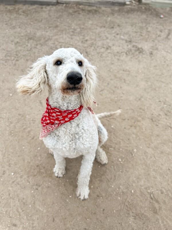 Enlarge Ken aka Kevin, a Adoptable Standard Poodle in Windsor, CO image 3/6