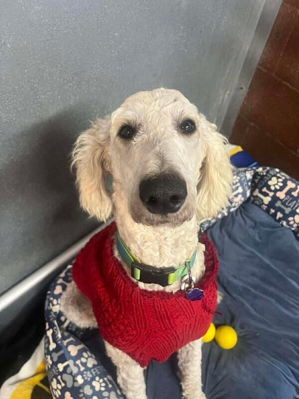 Enlarge Ken aka Kevin, a Adoptable Standard Poodle in Windsor, CO image 4/6