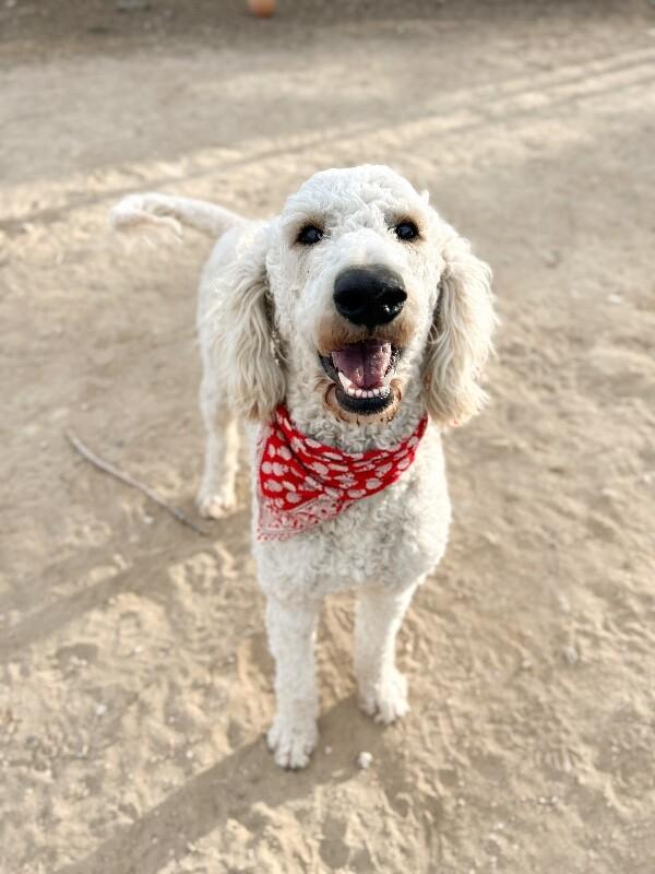 Enlarge Ken aka Kevin, a Adoptable Standard Poodle in Windsor, CO image 5/6