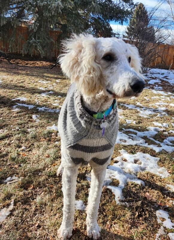 Enlarge Ken aka Kevin, a Adoptable Standard Poodle in Windsor, CO image 6/6