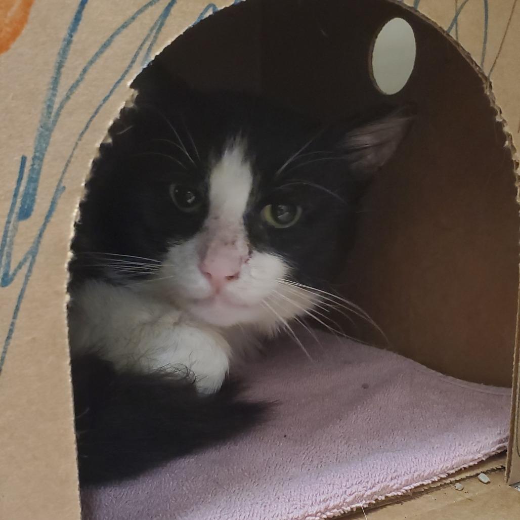 Gizmo, Adoptable, Adult Male Domestic Short Hair.