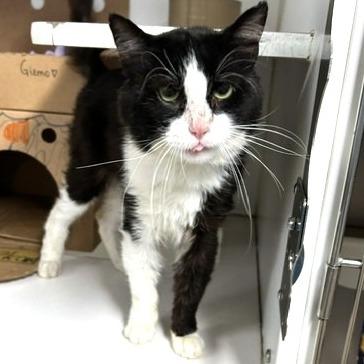 Enlarge Gizmo, a Adoptable Domestic Short Hair in Novelty, OH image 2/2
