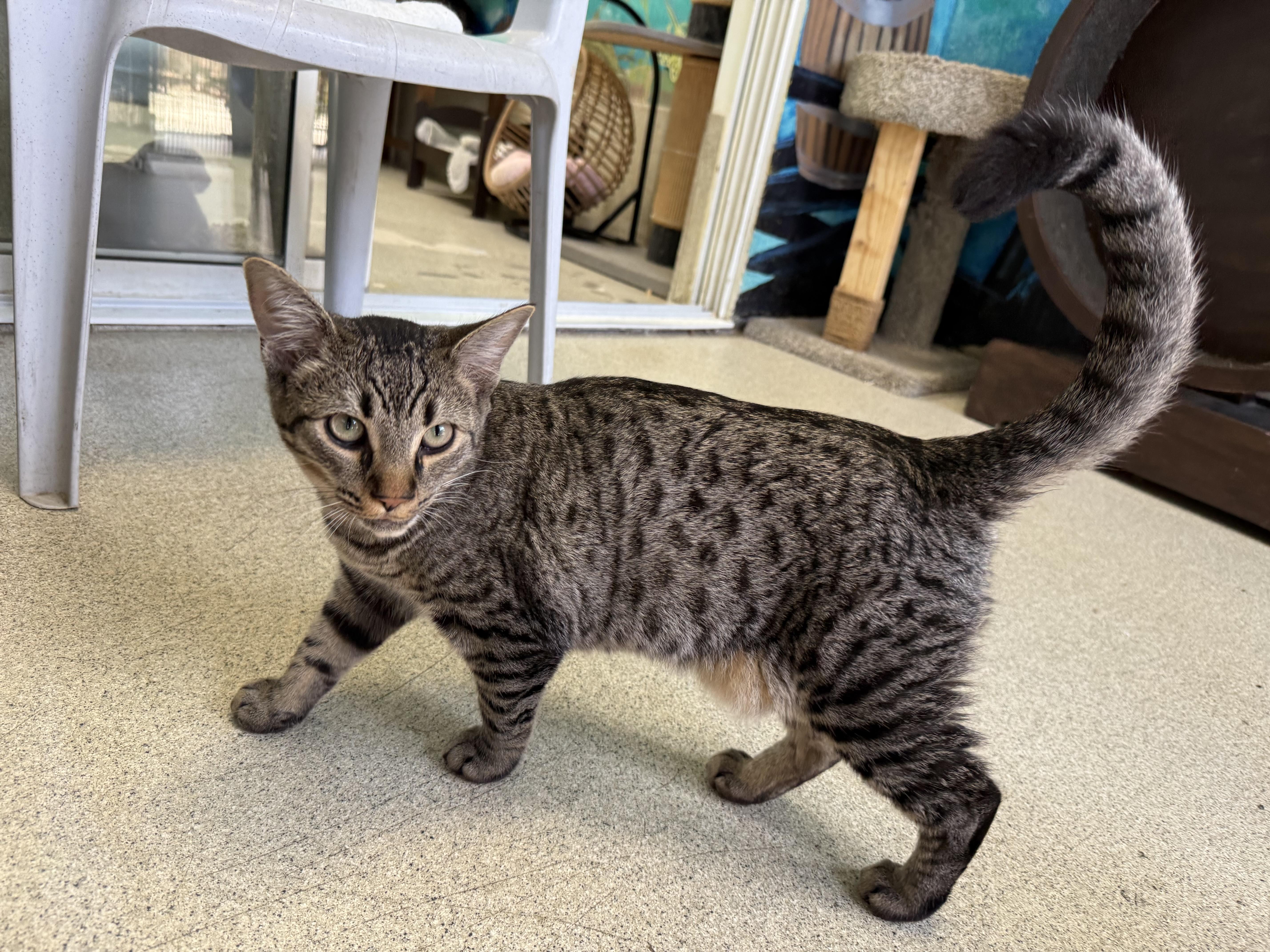 Purrlock Holmes, ADOPTABLE, Young Male Tabby.