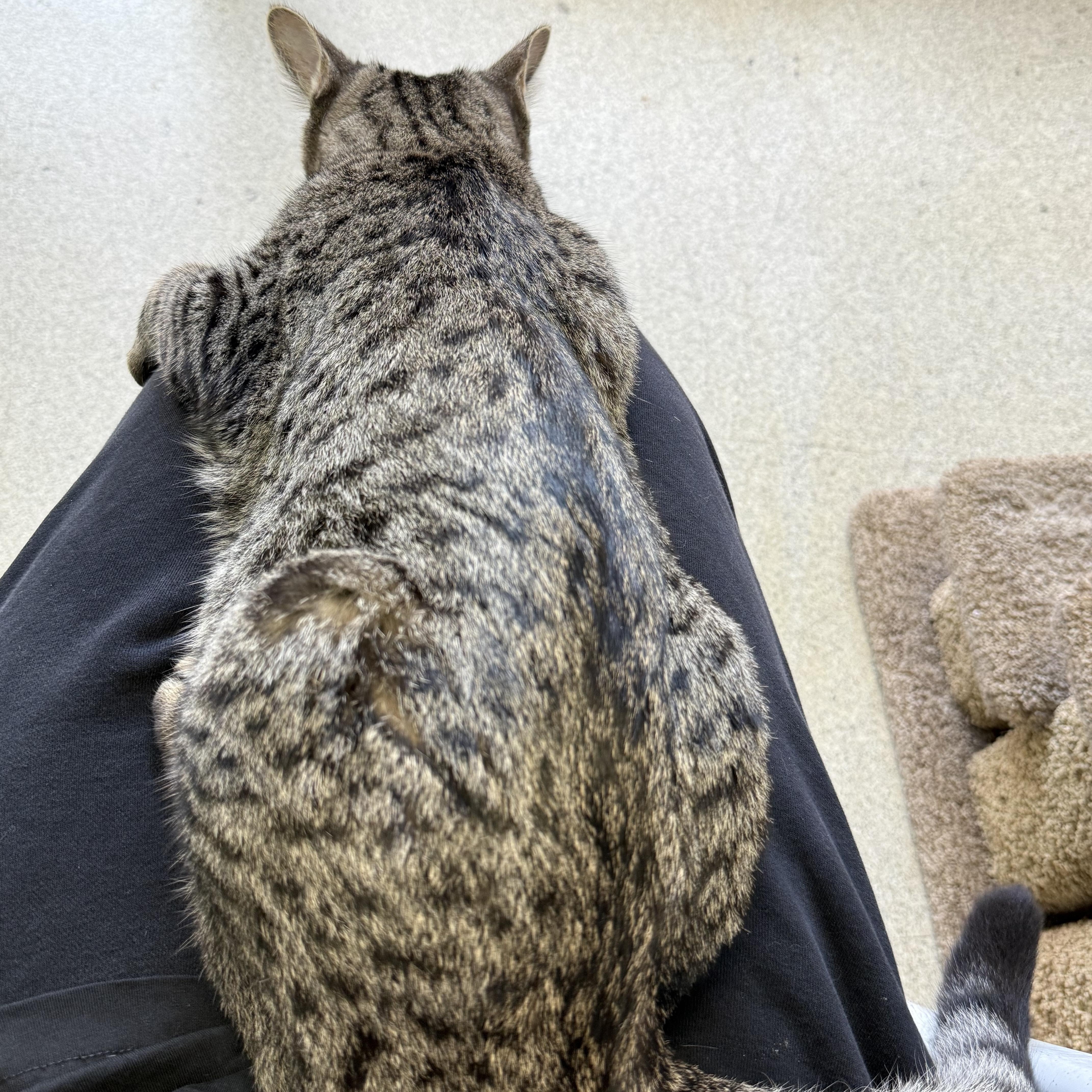 Enlarge Purrlock Holmes, a ADOPTABLE Tabby in Newport Beach, CA image 3/6