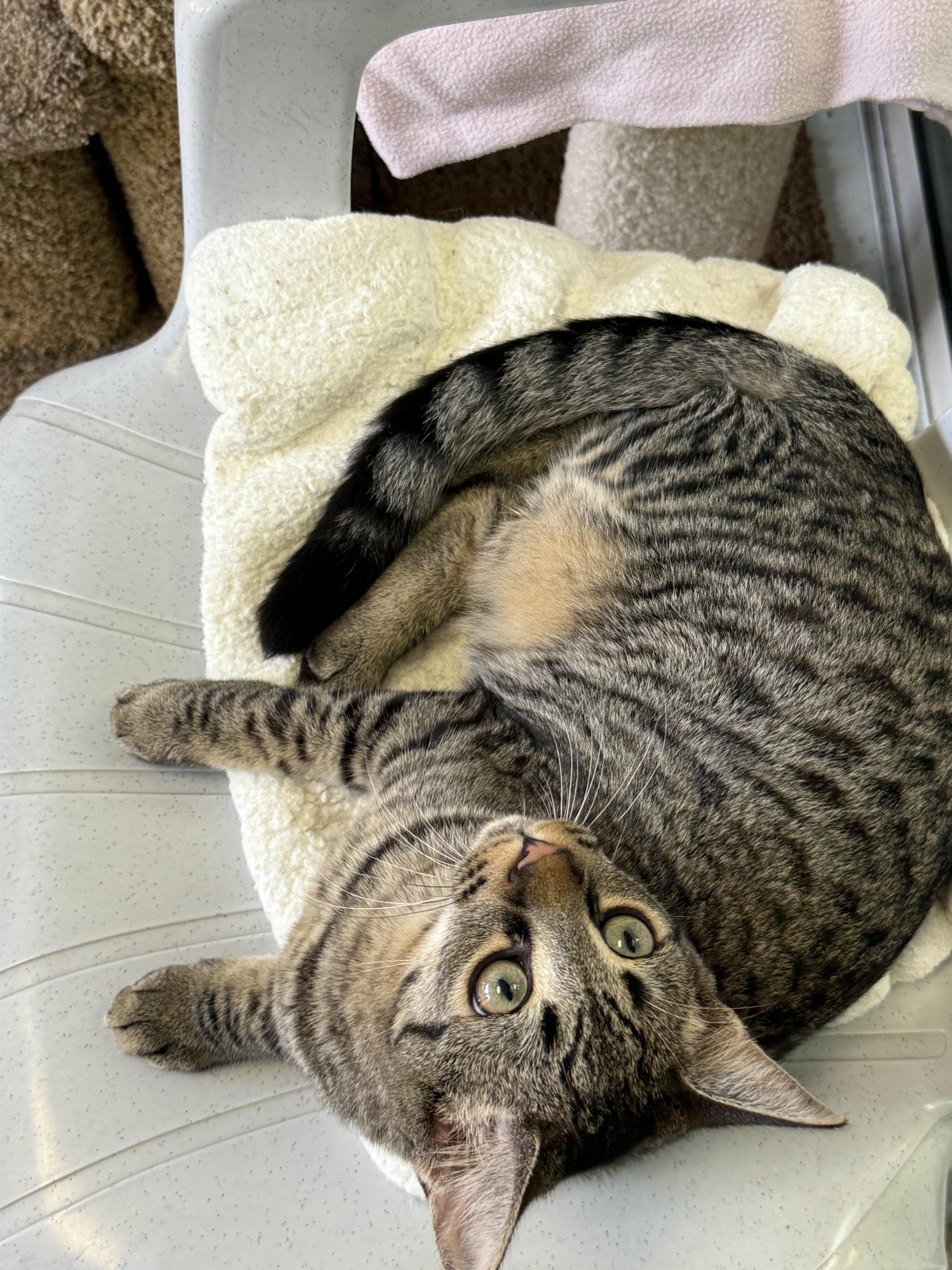 Enlarge Purrlock Holmes, a ADOPTABLE Tabby in Newport Beach, CA image 5/6