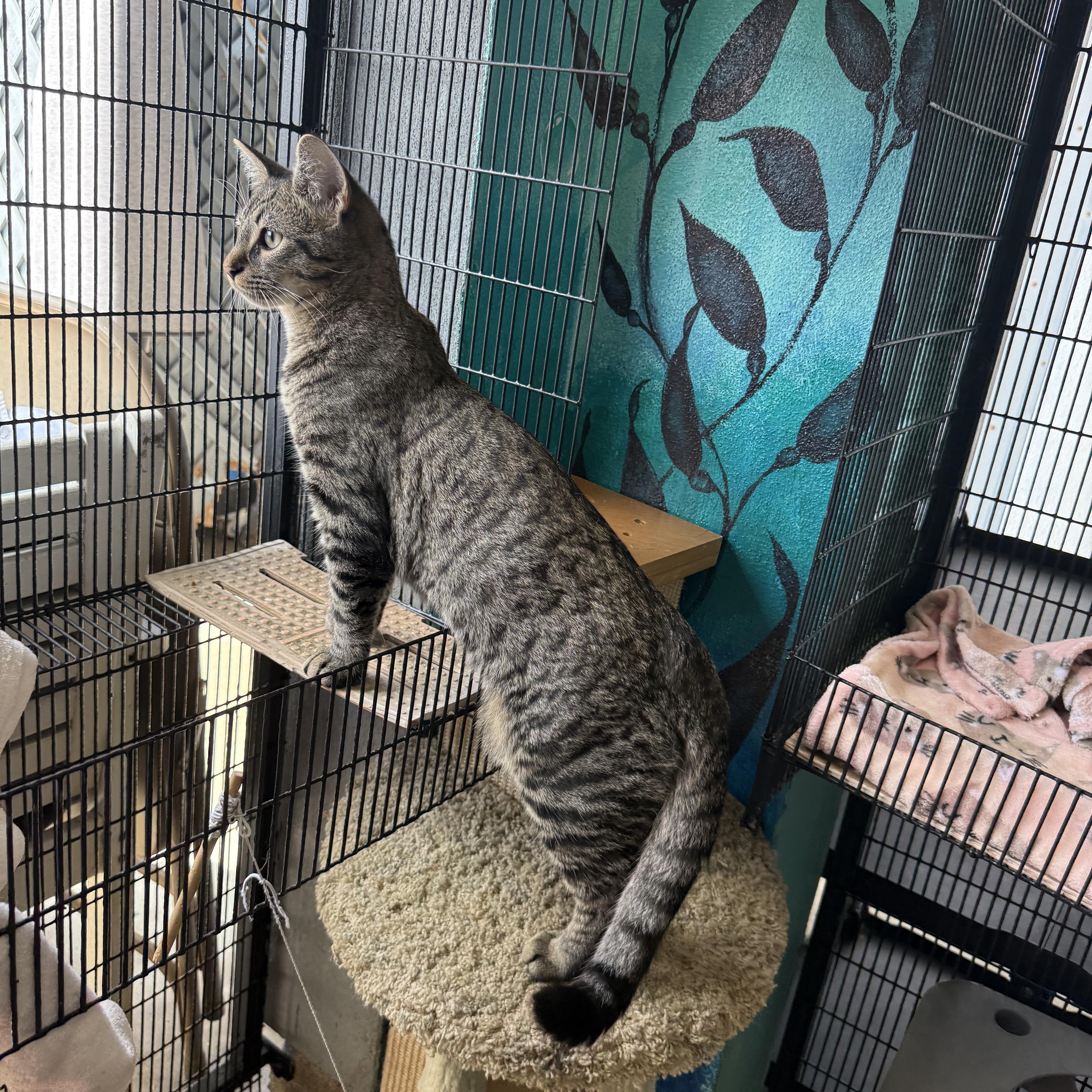 Enlarge Purrlock Holmes, a ADOPTABLE Tabby in Newport Beach, CA image 4/6