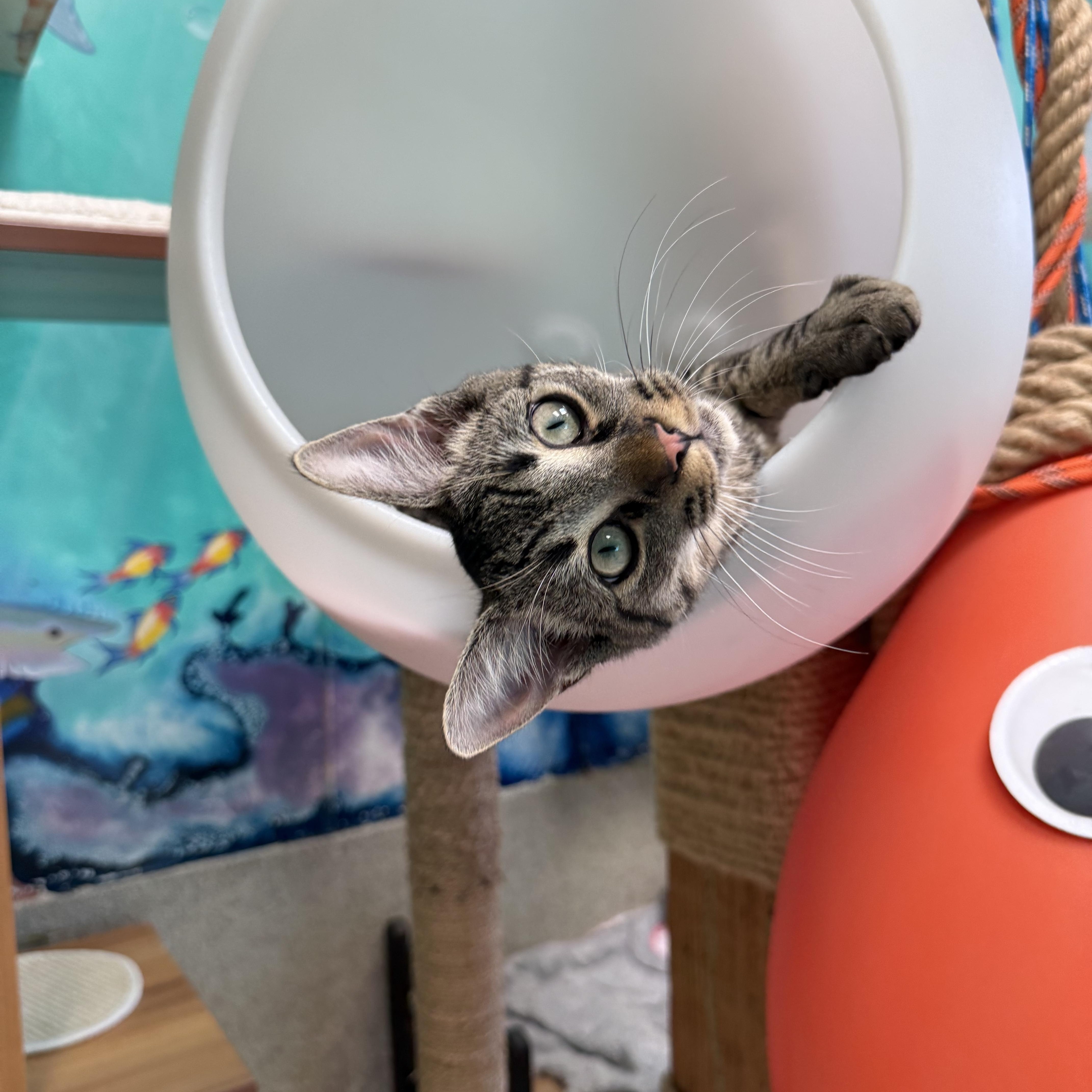 Purrlock Holmes, adopted, Young Male Tabby.