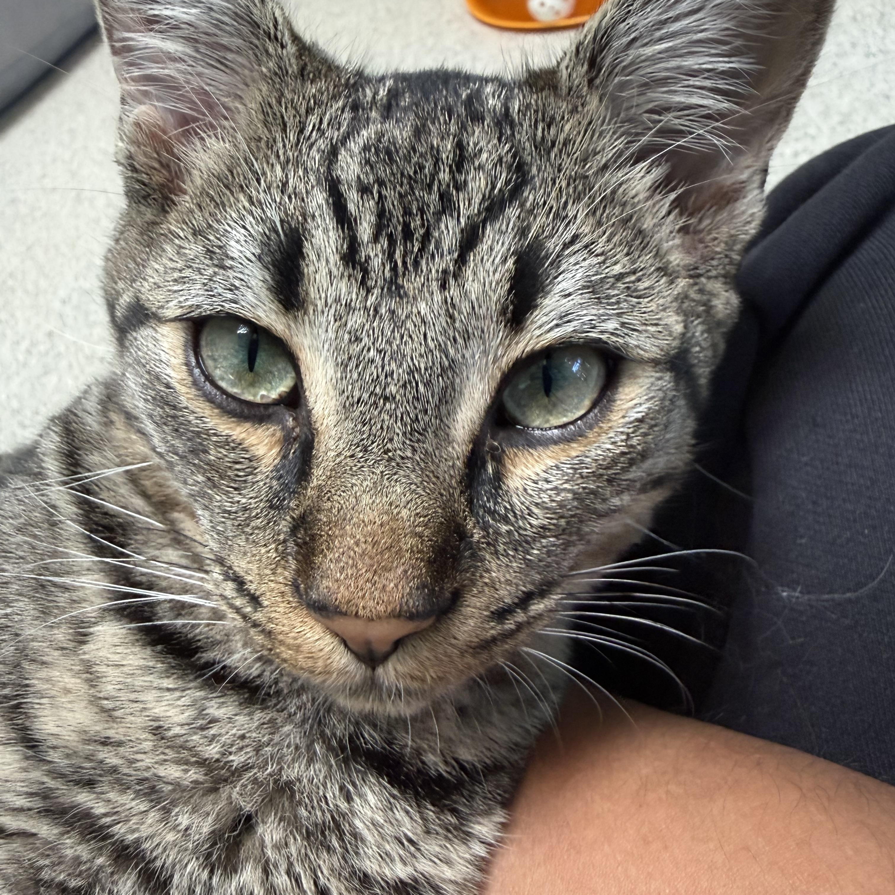 Enlarge Purrlock Holmes, a ADOPTABLE Tabby in Newport Beach, CA image 2/6