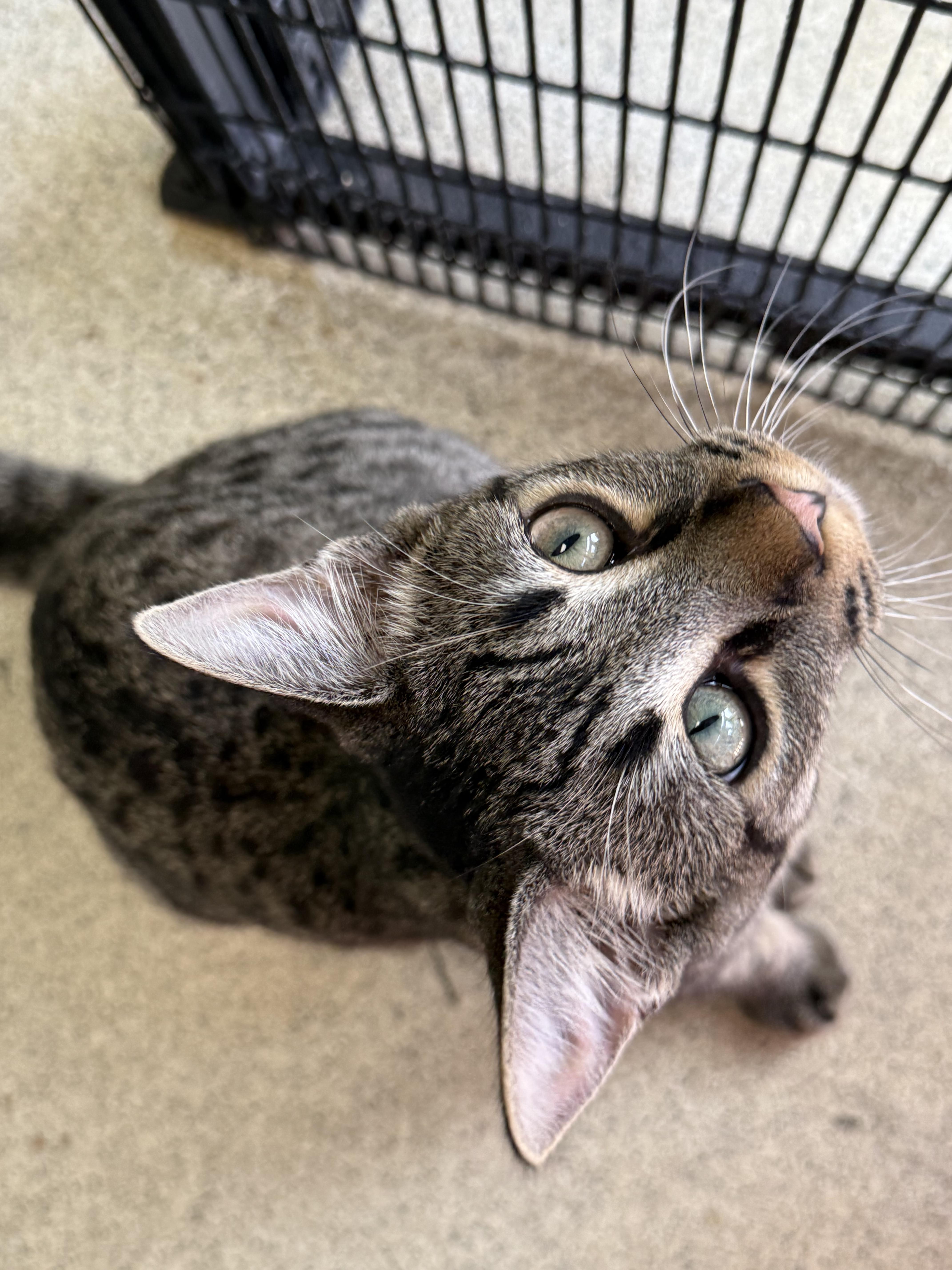 Enlarge Purrlock Holmes, a ADOPTABLE Tabby in Newport Beach, CA image 6/6